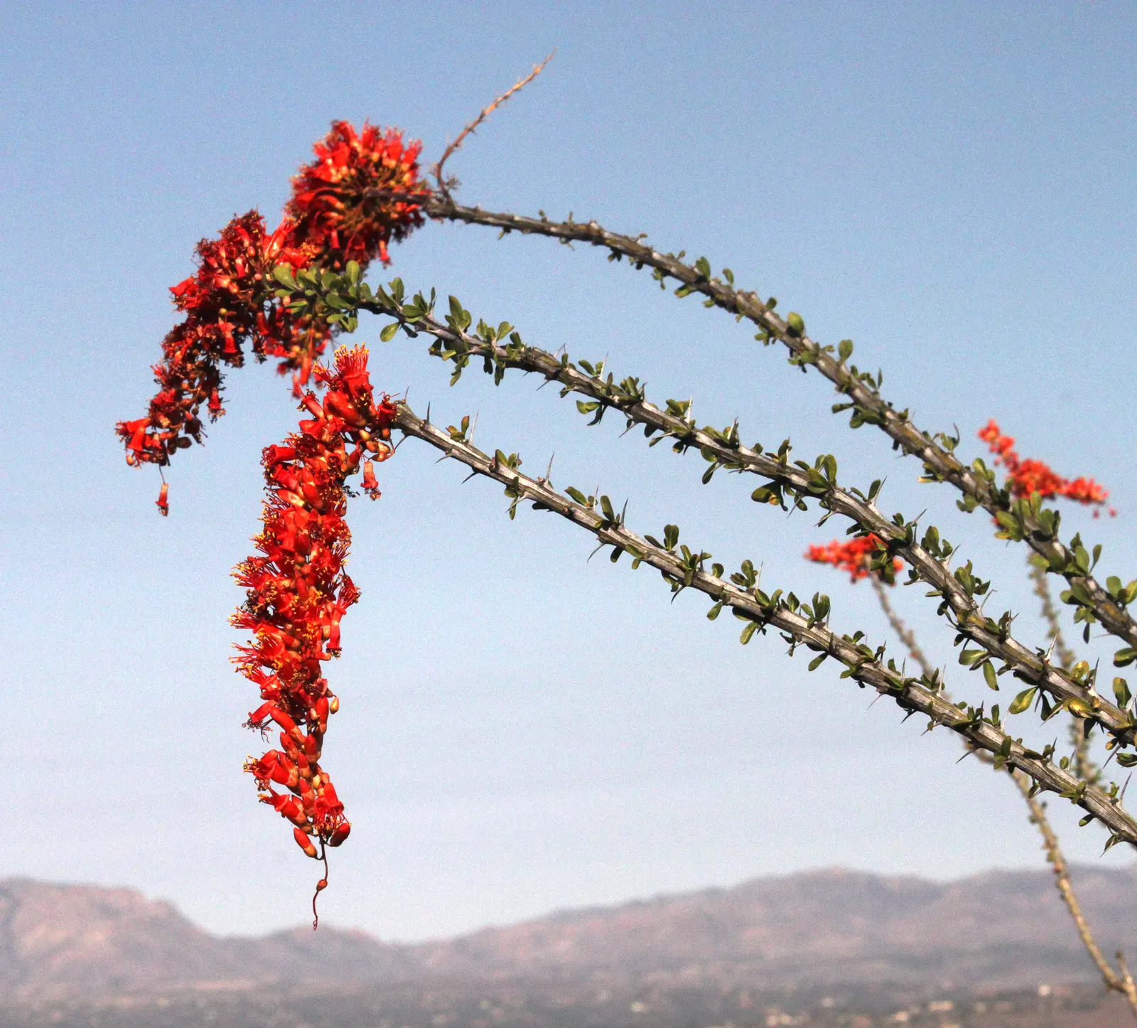 Ocotillo, Coachman's Whip (Fouquieria Splendens) — it practically embodies the very essence of water-wise landscaping.<br><br>When designing a landscape; this