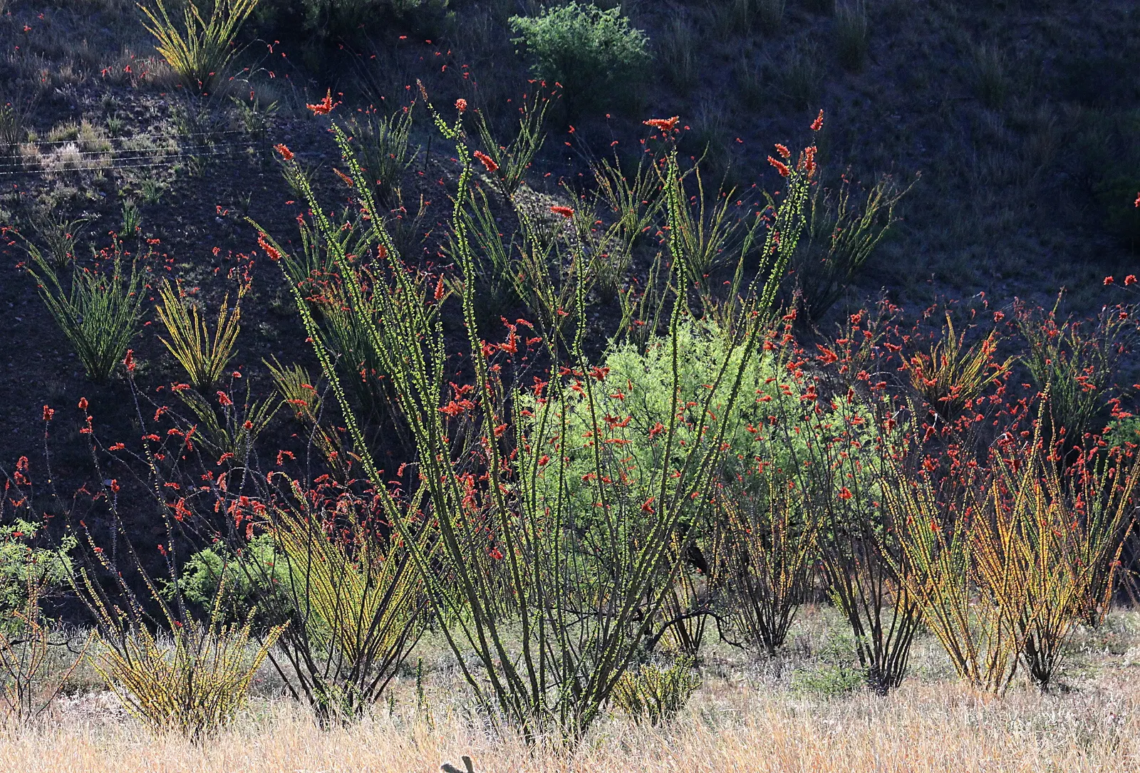 Ocotillo, Coachman's Whip (Fouquieria Splendens) — making it a perfect choice for xeriscaping or a desert-themed garden