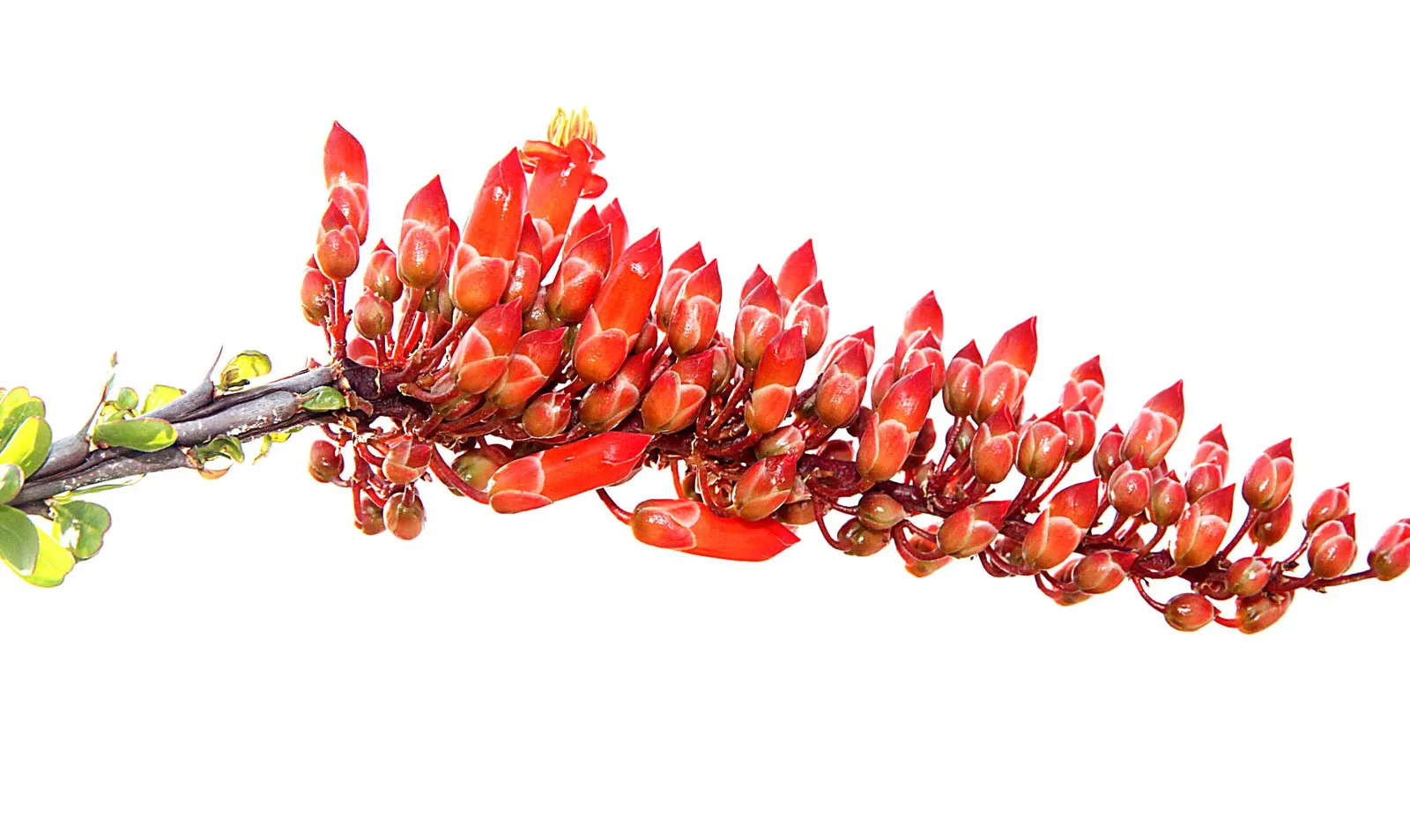 Ocotillo, Coachman's Whip (Fouquieria Splendens) — and are a known hummingbird attractant