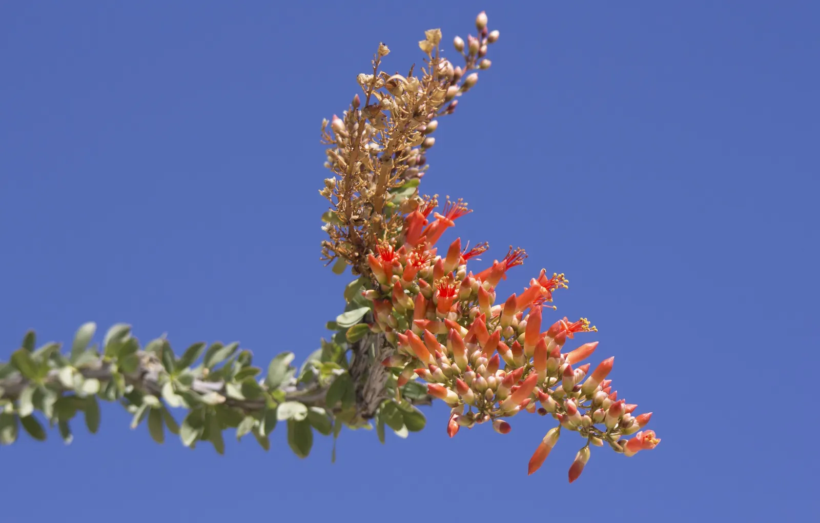 Ocotillo, Coachman's Whip (Fouquieria Splendens) — the plant boasts vibrant tubular flowers ranging from red to orange; with minimal water requirements once