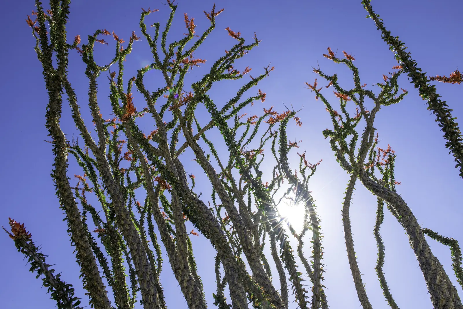 Ocotillo, Coachman's Whip (Fouquieria Splendens) — which typically bloom from March to June; succulent with orange and red blooms