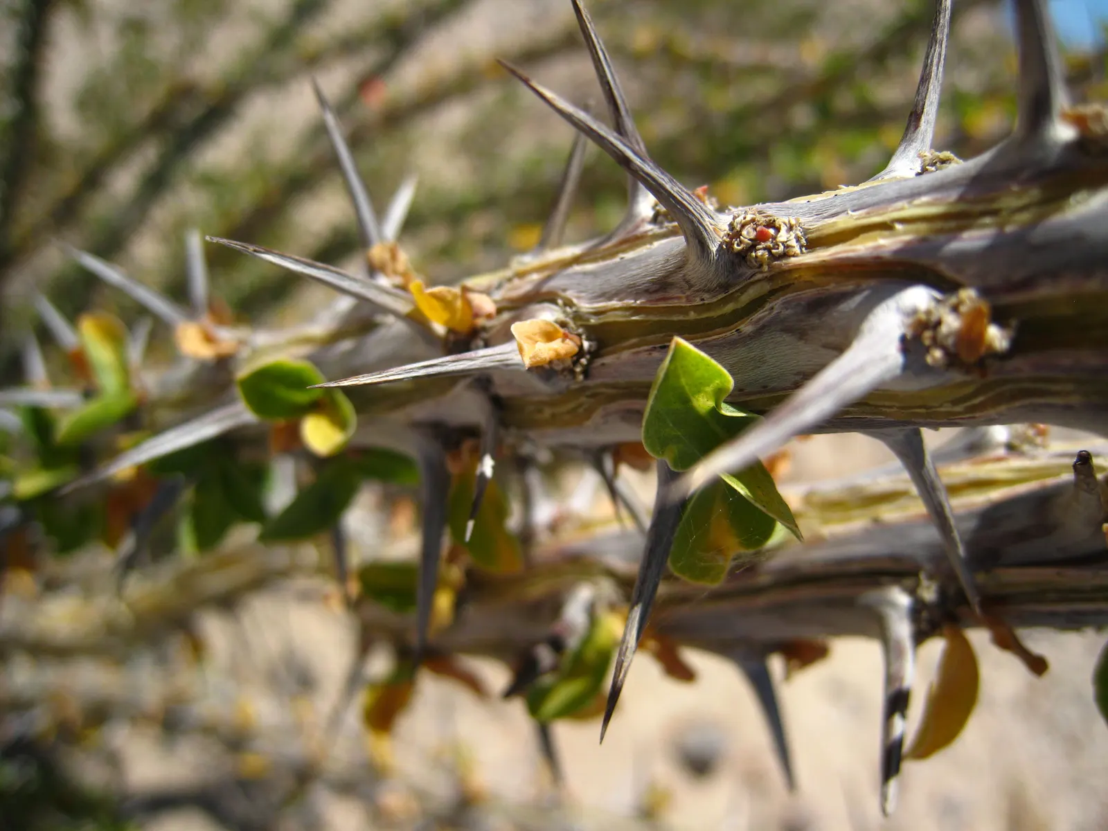 Ocotillo, Coachman's Whip (Fouquieria Splendens) — Regular supplemental watering can encourage leaf retention and more frequent flowering