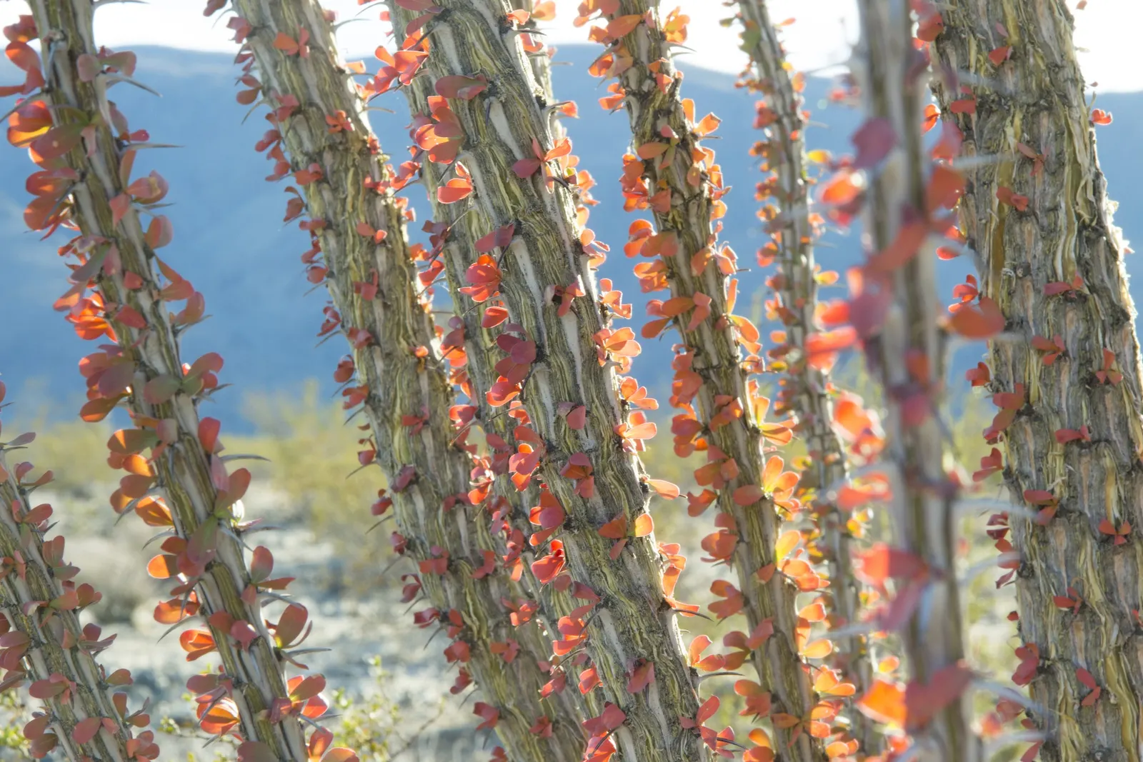 Ocotillo, Coachman's Whip (Fouquieria Splendens) — Low water needs once established; the Ocotillo (Fouquieria splendens)