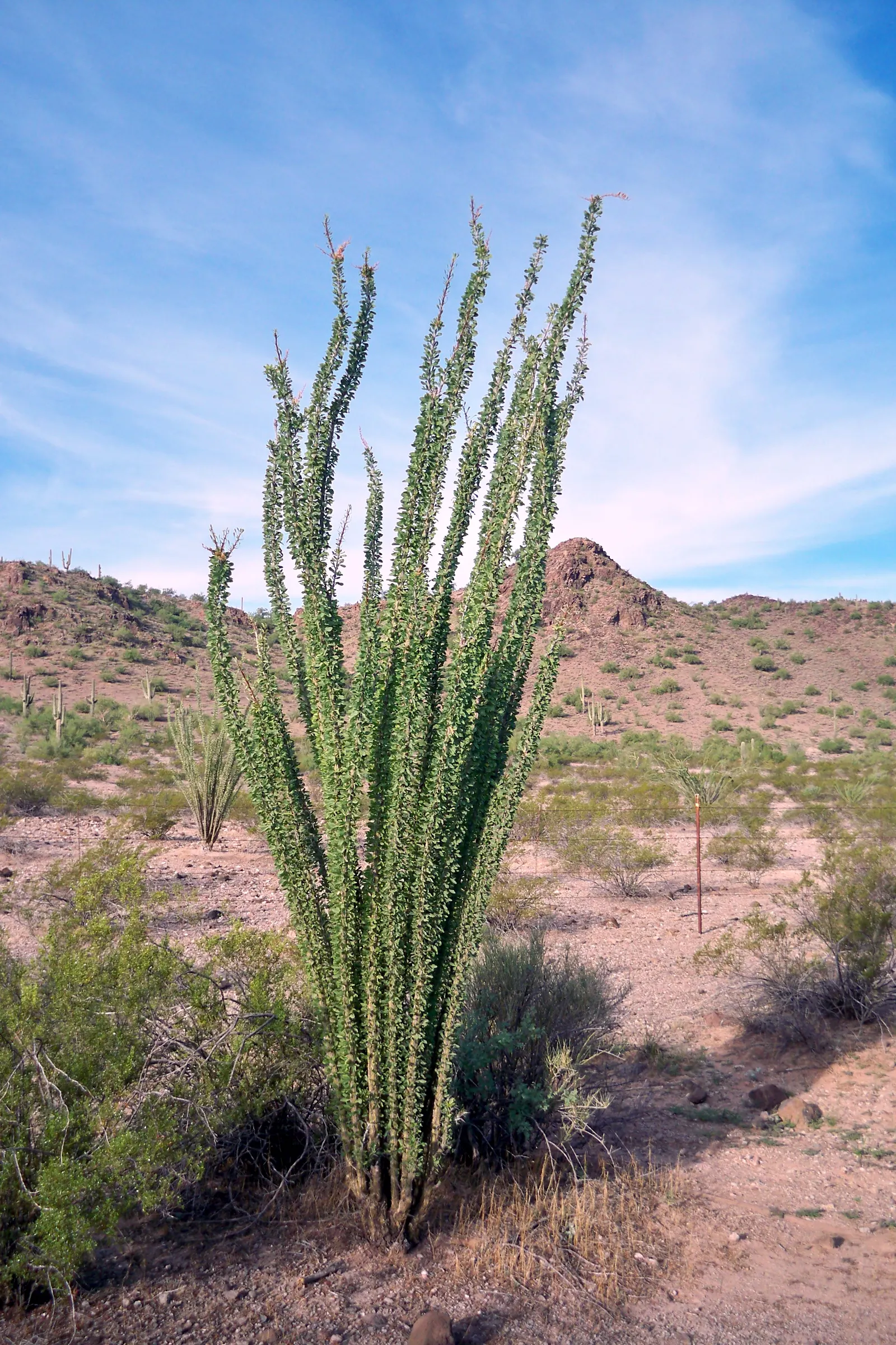 Ocotillo, Coachman's Whip (Fouquieria Splendens) — but is not necessary for the survival of this hardy specimen; succulent for full