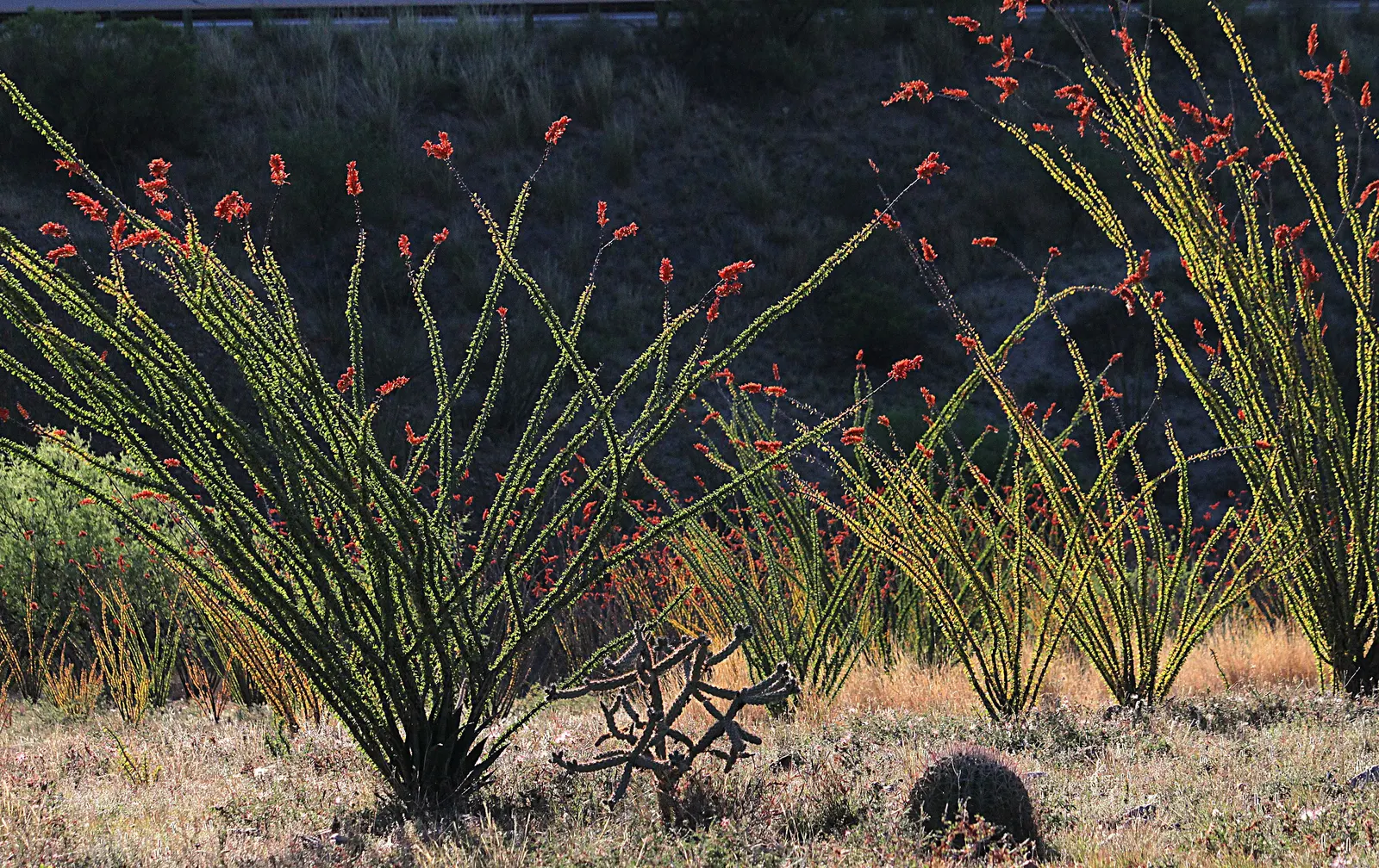 Ocotillo, Coachman's Whip (Fouquieria Splendens) — Thrives in well-drained soils; full sun; USDA Zone 7-11