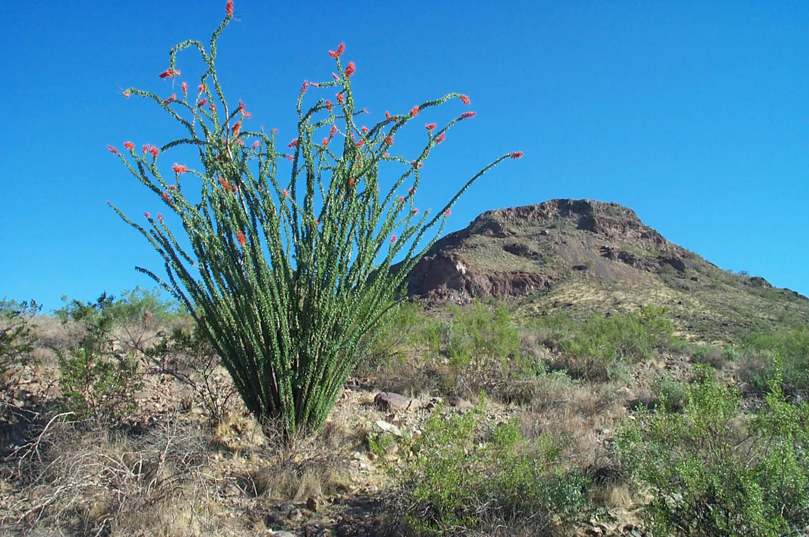 Ocotillo, Coachman's Whip (Fouquieria Splendens) — but is not necessary for the survival of this hardy specimen