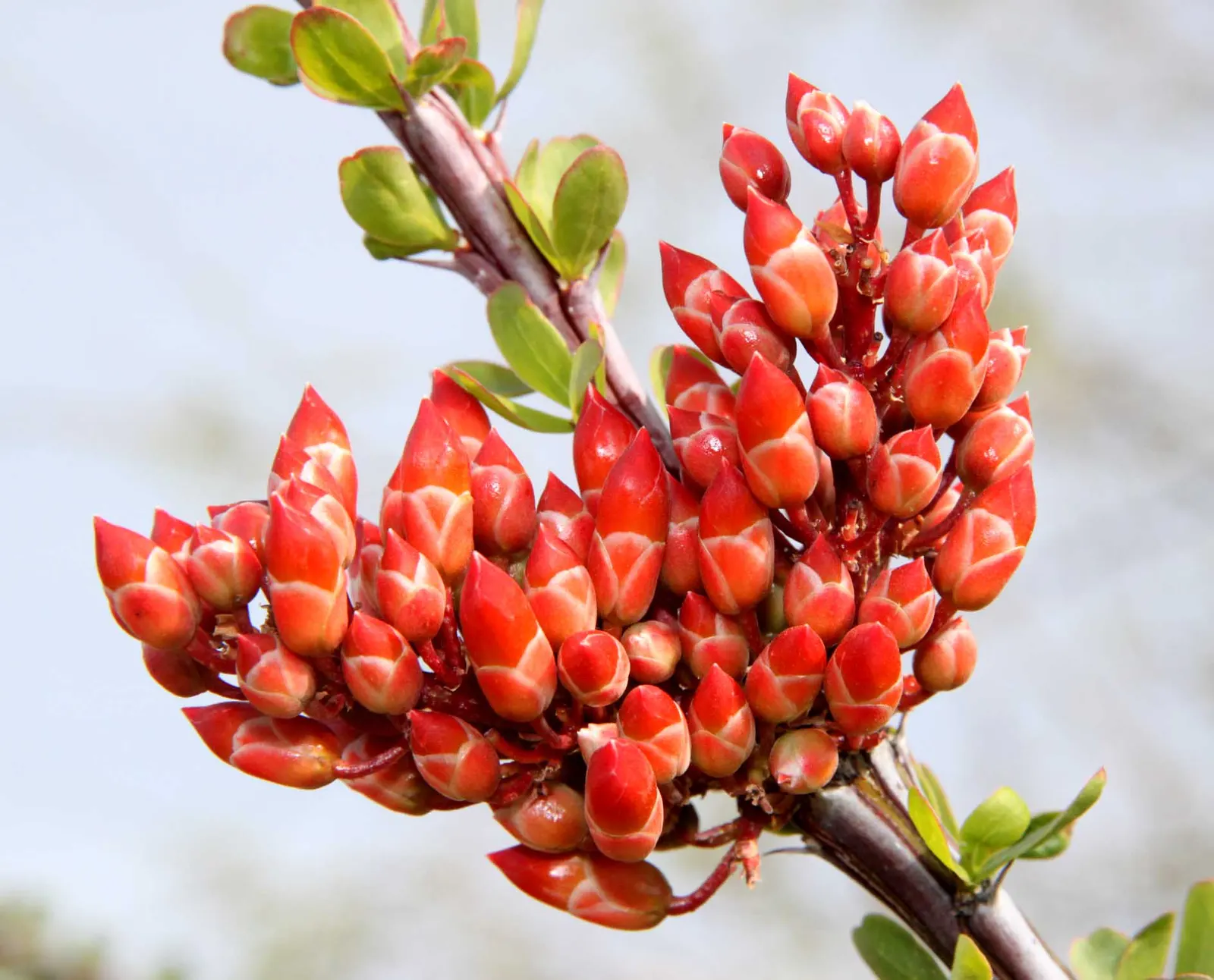 Ocotillo, Coachman's Whip (Fouquieria Splendens) — consider the Ocotillo's unique silhouette for dramatic vertical accents