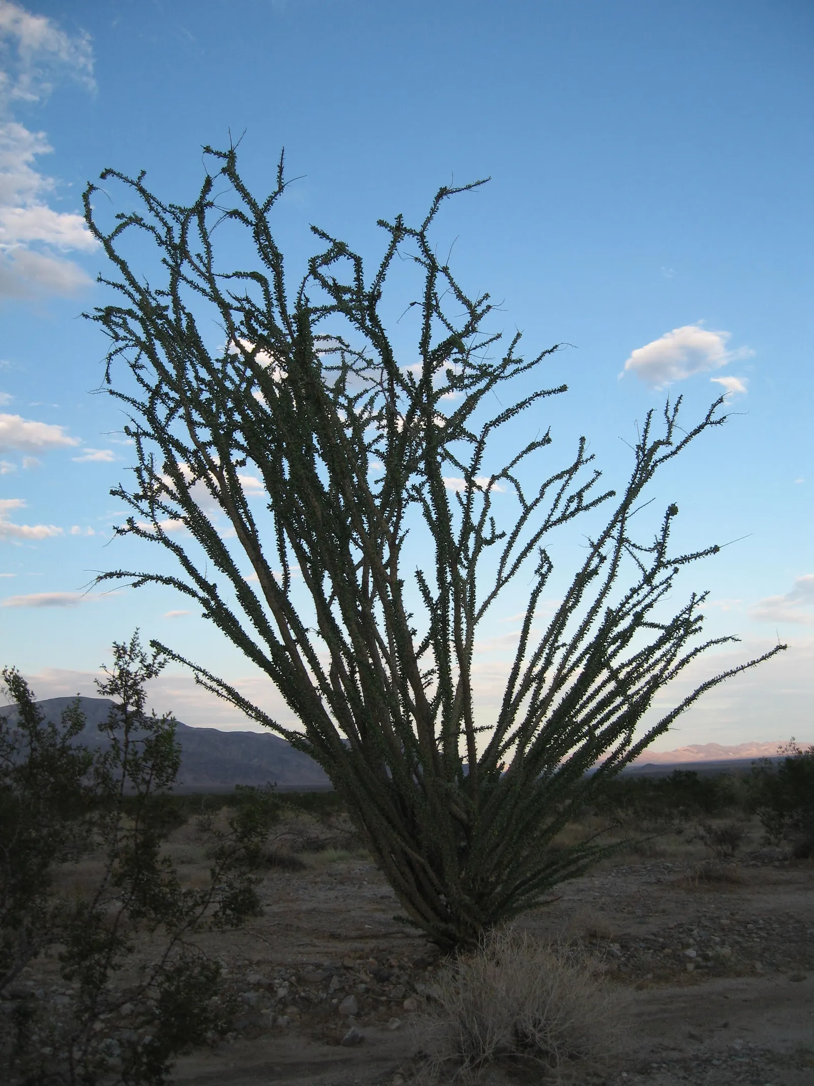 Ocotillo, Coachman's Whip (Fouquieria Splendens) — is a distinctive plant native to the Southwestern United States and Northern Mexico; hardiness is rated for