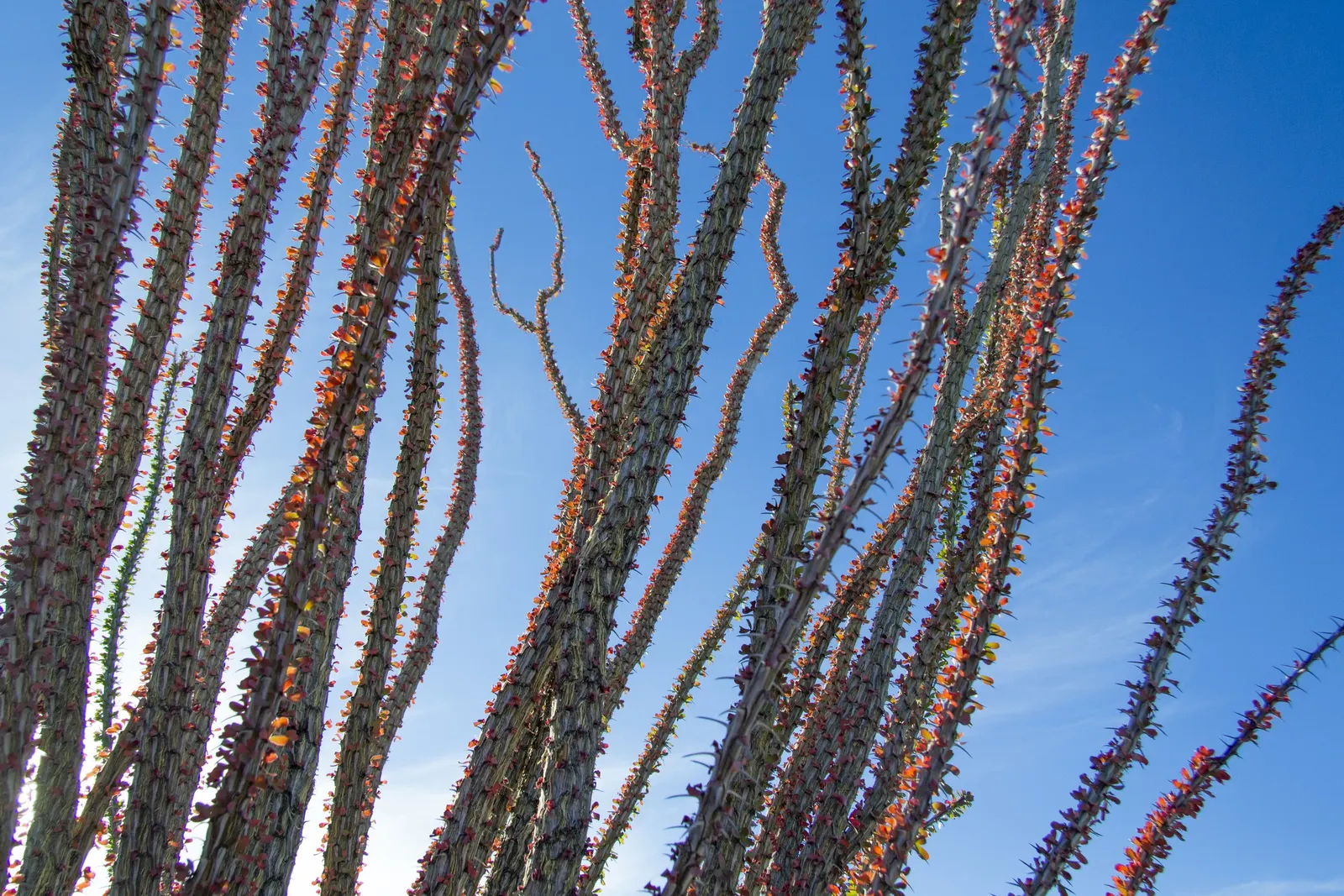 Ocotillo, Coachman's Whip (Fouquieria Splendens) — orange and red flowers in the garden