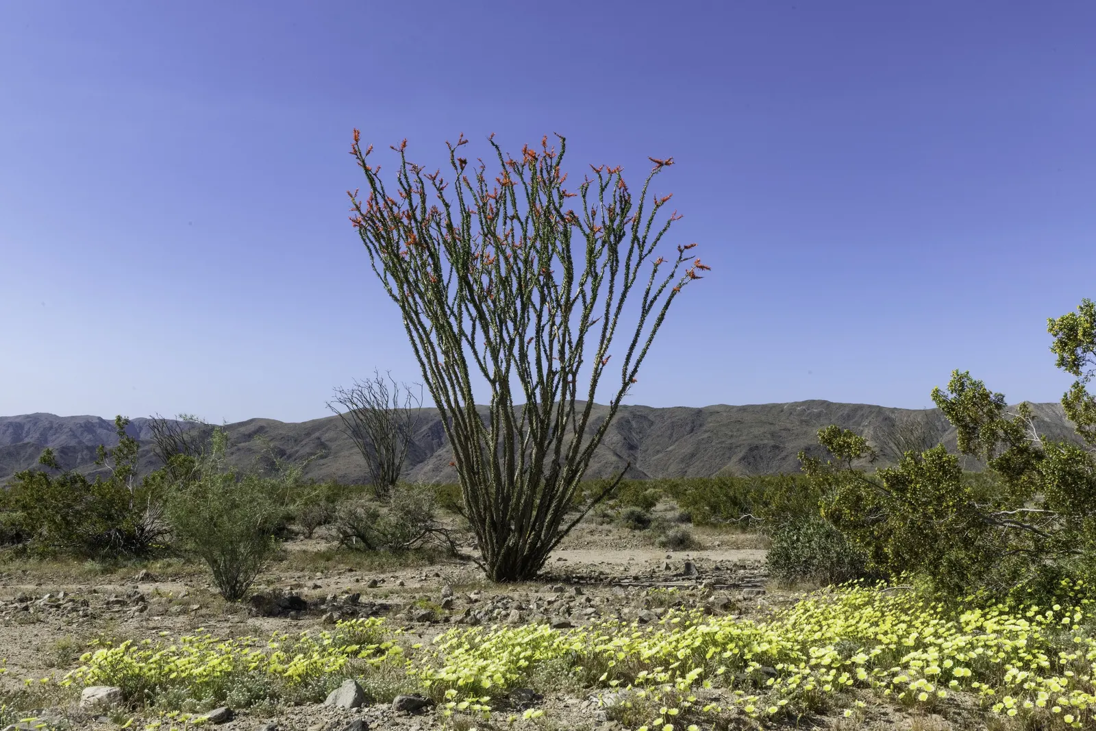 Ocotillo, Coachman's Whip (Fouquieria Splendens) — Its growth habit is characterized by a cluster of long; and are a known hummingbird attractant