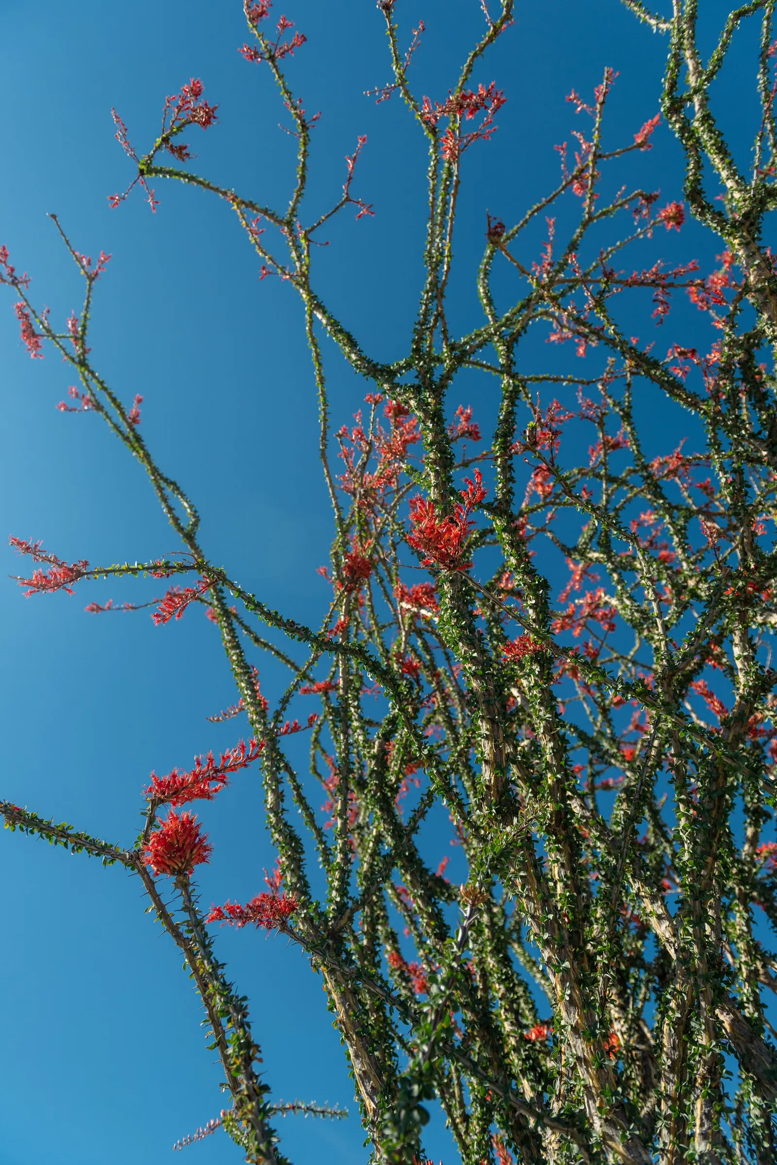 Ocotillo, Coachman's Whip (Fouquieria Splendens) — which can swiftly fall off in response to drought; known for its striking appearance and adaptability to