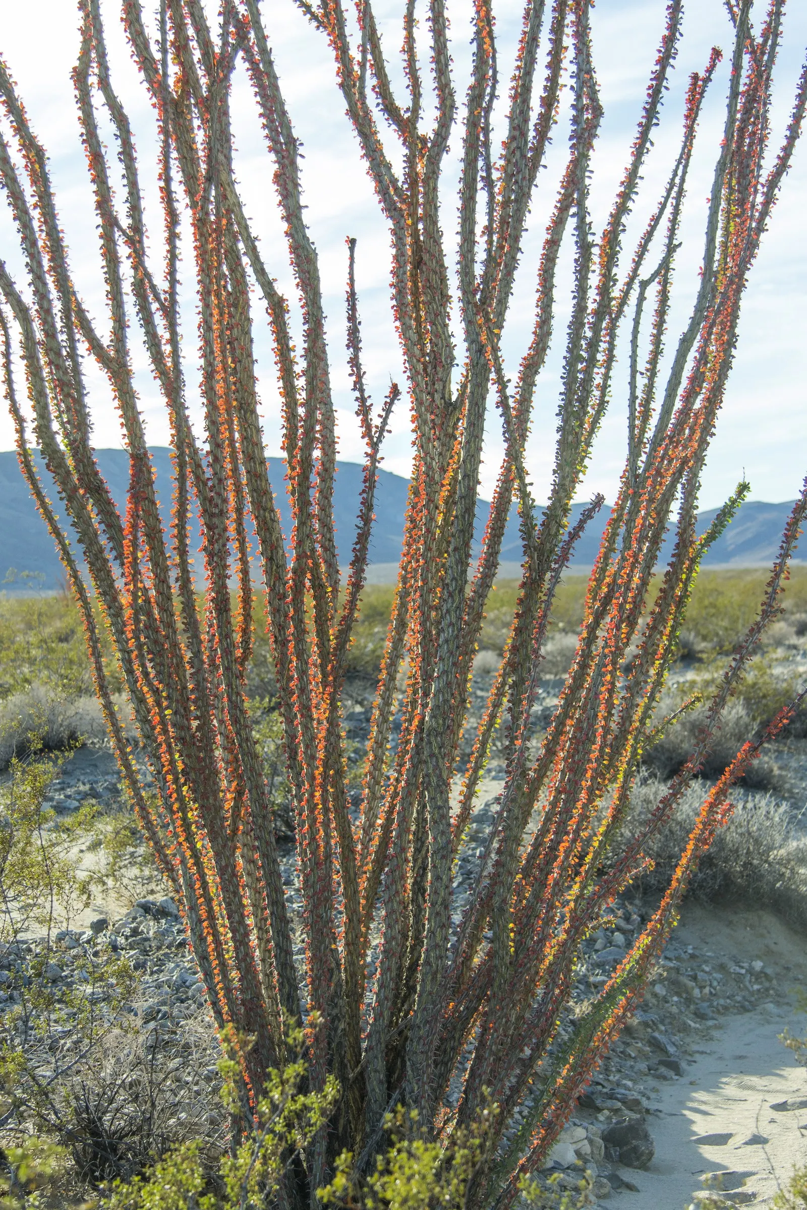 Ocotillo, Coachman's Whip (Fouquieria Splendens) — Ideal for xeriscaping, providing dramatic vertical accents in arid garden designs; is a distinctive plant