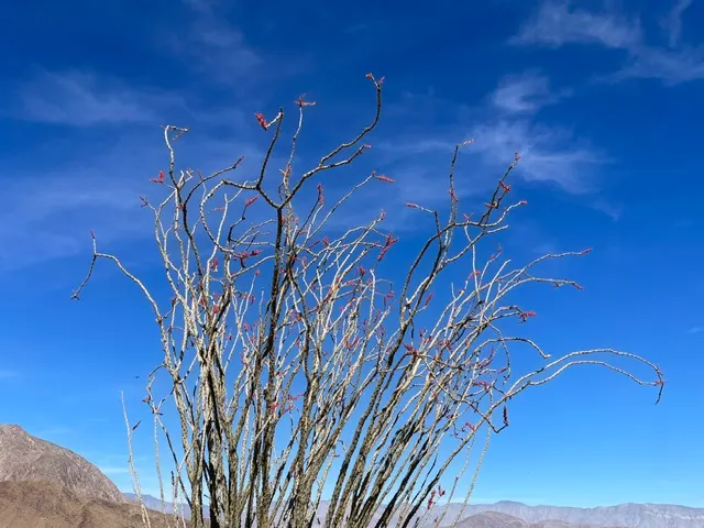 Ocotillo, Coachman's Whip (Fouquieria Splendens) — With minimal water requirements once established; whip-like canes that burst with fiery red tubular flowers