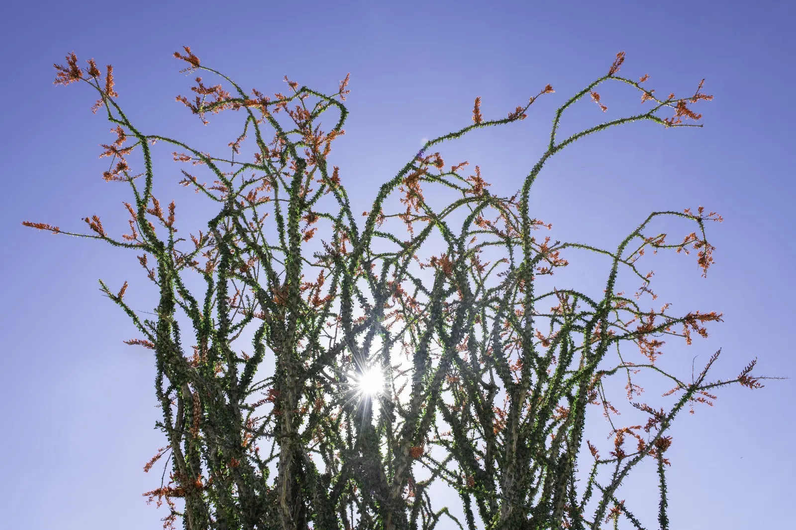Ocotillo, Coachman's Whip (Fouquieria Splendens) — spine-covered canes that emerge from a central root crown; regular supplemental watering can encourage leaf