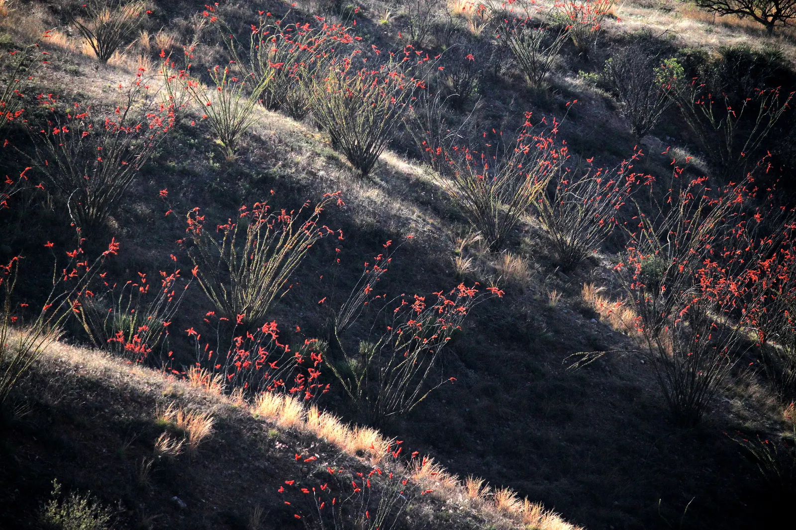 Ocotillo, Coachman's Whip (Fouquieria Splendens) — Hardiness is rated for USDA zones 8 through 11; but is not necessary for the survival of this hardy specimen
