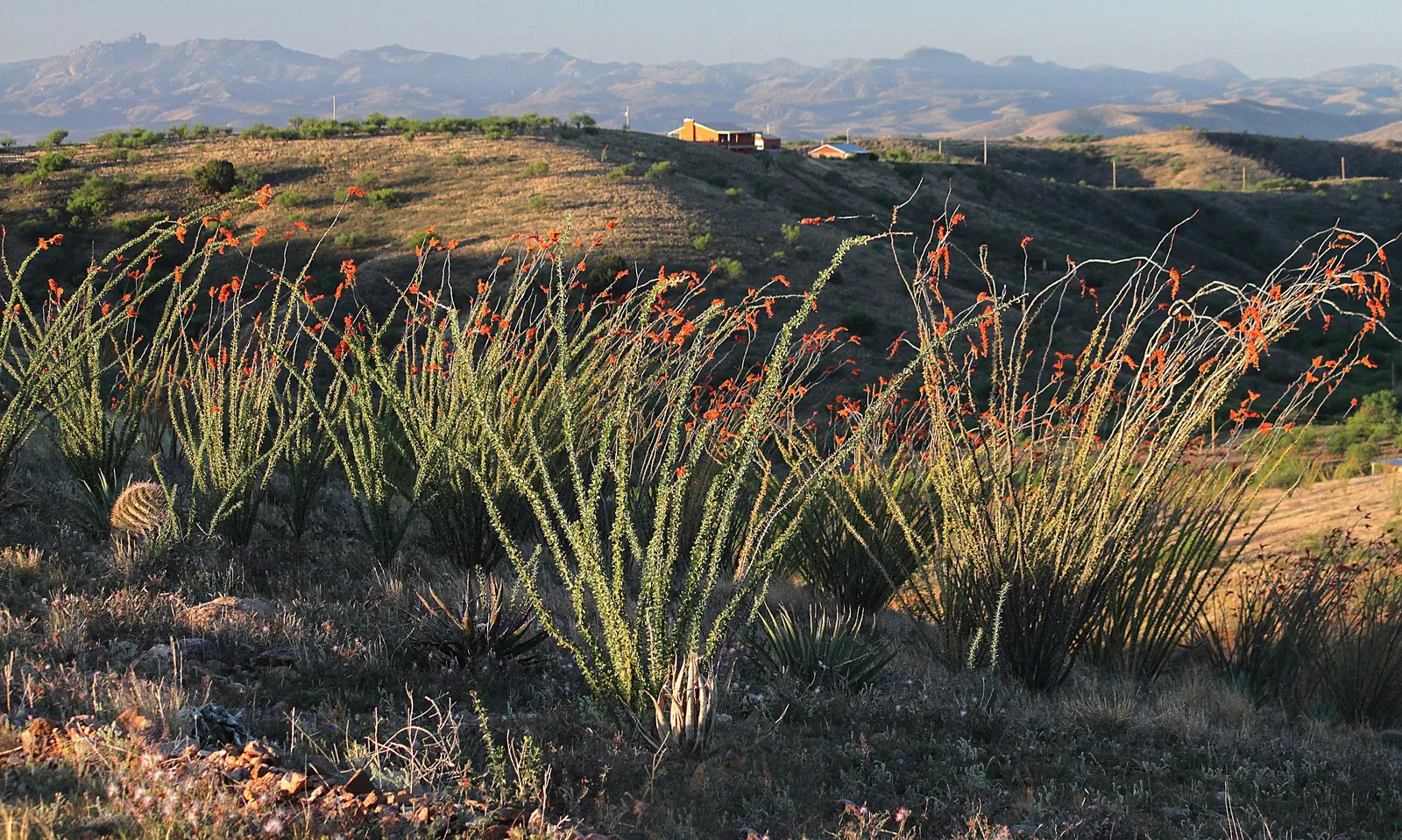 Ocotillo, Coachman's Whip (Fouquieria Splendens) — Ocotillo requires well-drained soil and thrives in full sun exposure