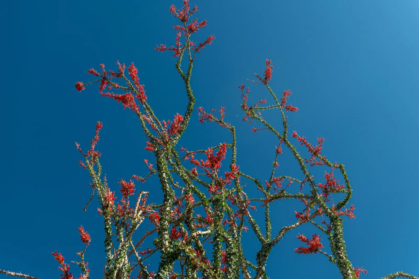 Ocotillo, Coachman's Whip (Fouquieria Splendens) — Ocotillo requires well-drained soil and thrives in full sun exposure; spine-covered canes that emerge from a