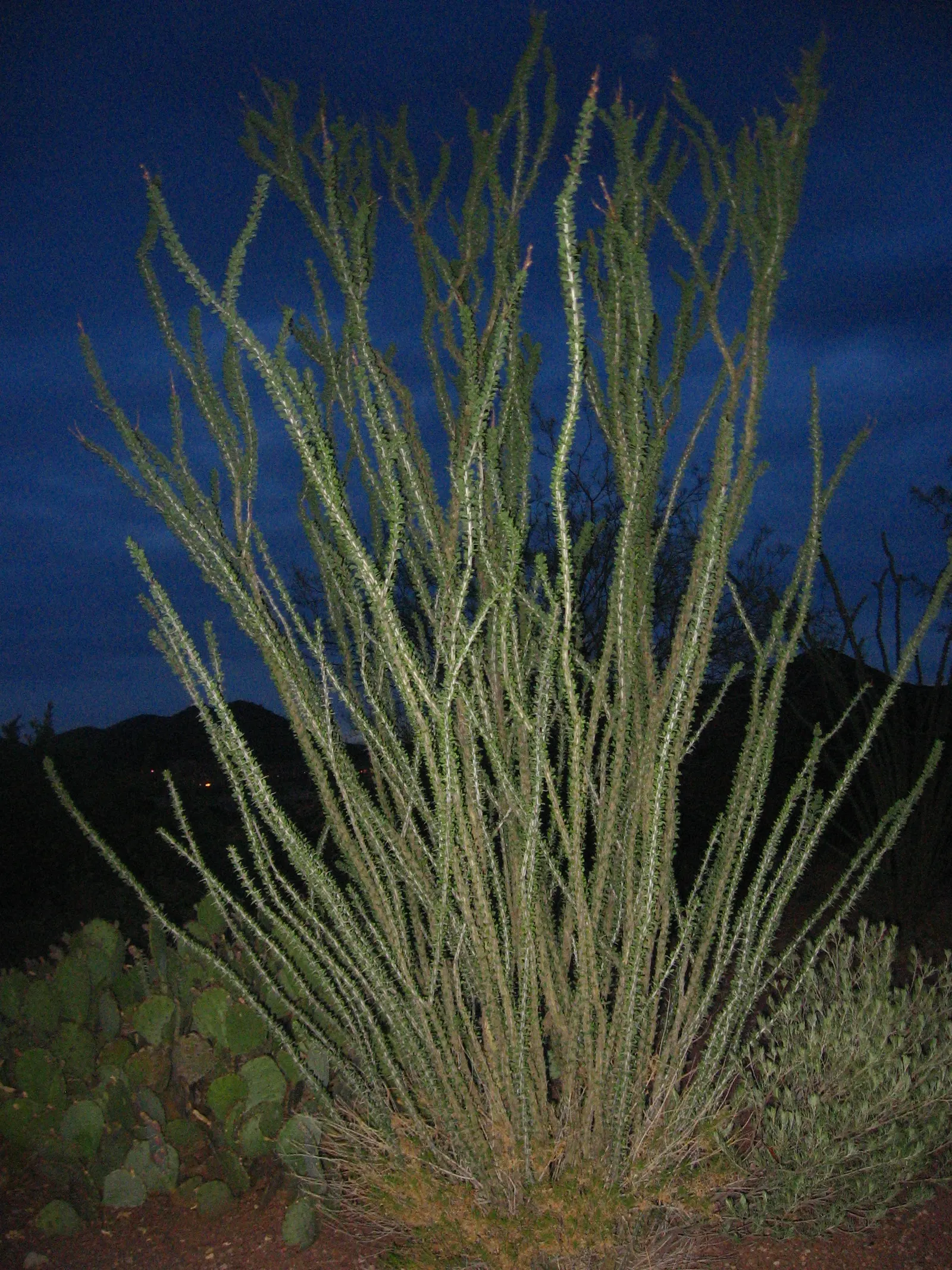 Ocotillo, Coachman's Whip (Fouquieria Splendens) — The Ocotillo (Fouquieria splendens)