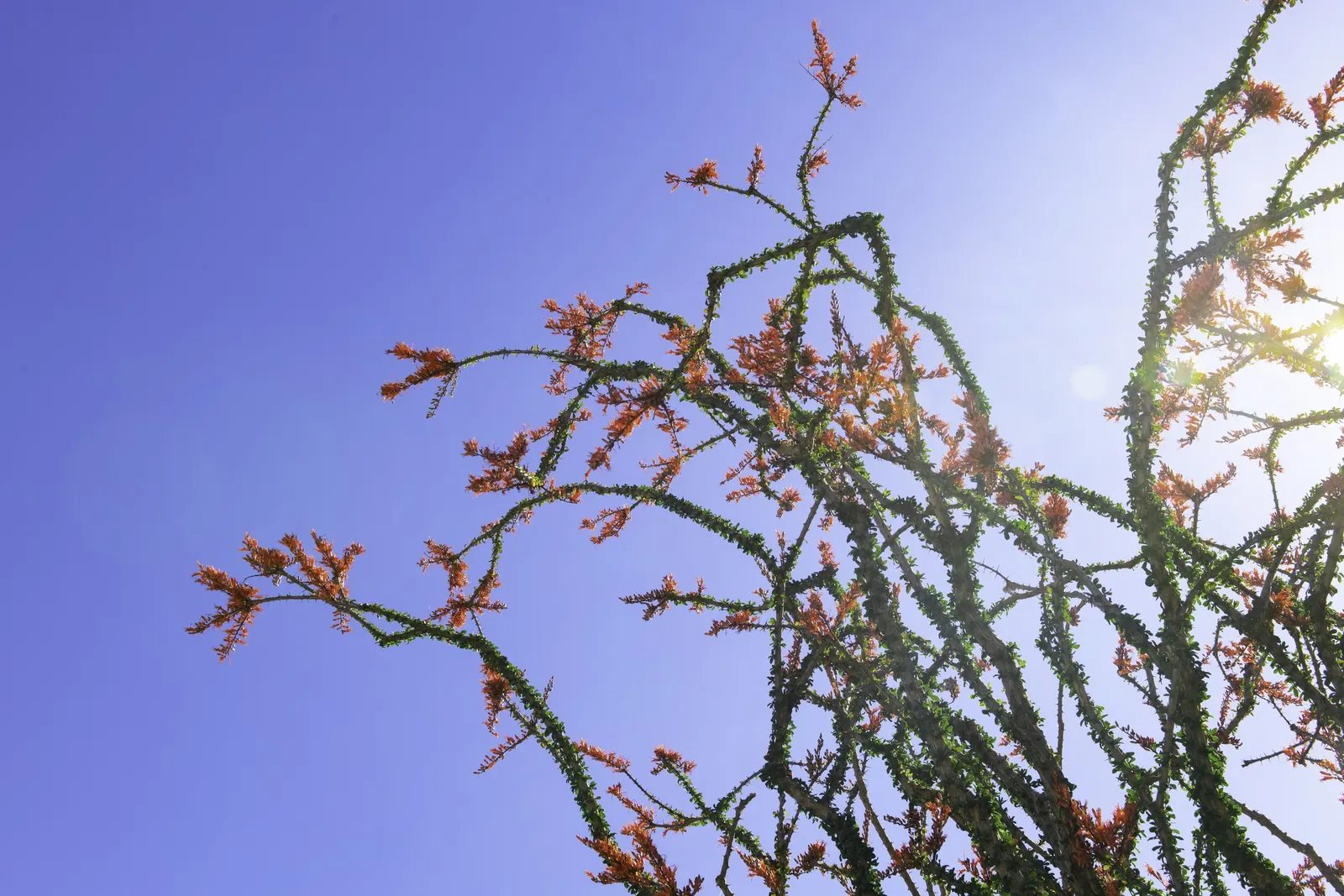 Ocotillo, Coachman's Whip (Fouquieria Splendens) — known for its striking appearance and adaptability to arid conditions; orange and red flowers in the garden
