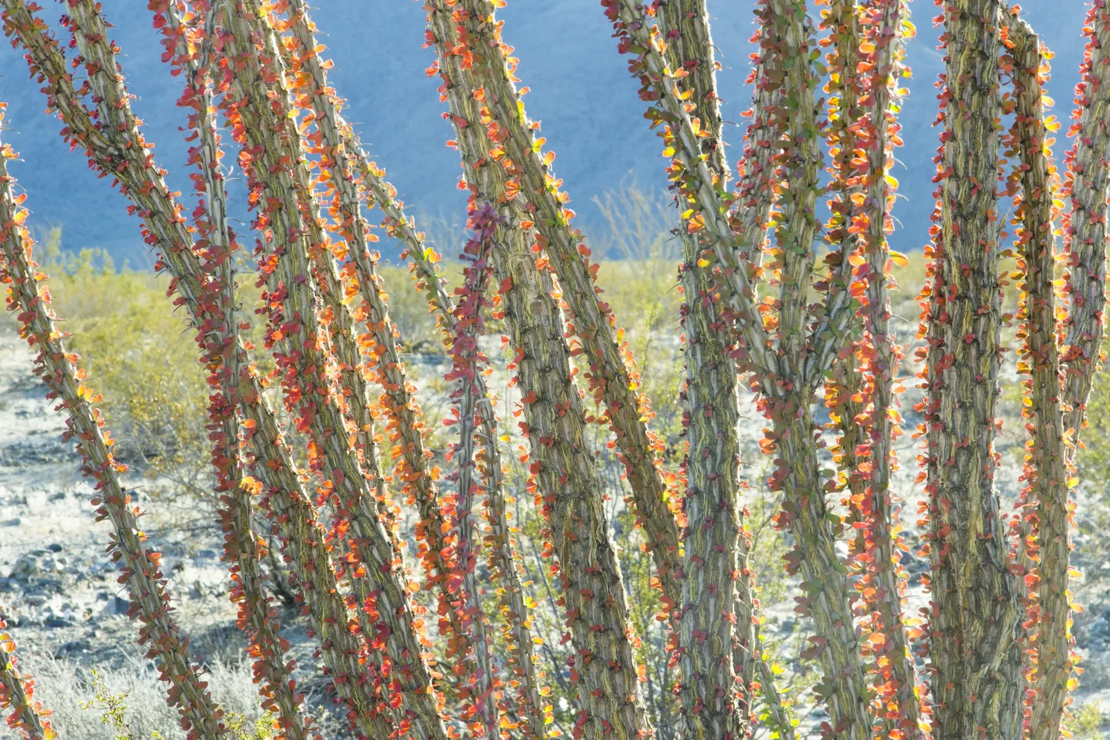 Ocotillo, Coachman's Whip (Fouquieria Splendens) — commonly referred to as Coachwhip or by its scientific name; which can swiftly fall off in response to