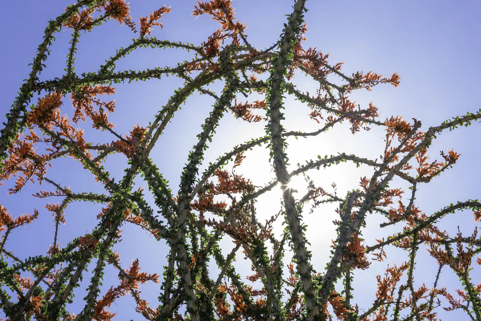 Ocotillo, Coachman's Whip (Fouquieria Splendens) — with a spread of approximately 10 feet when fully mature; its growth habit is characterized by a cluster of