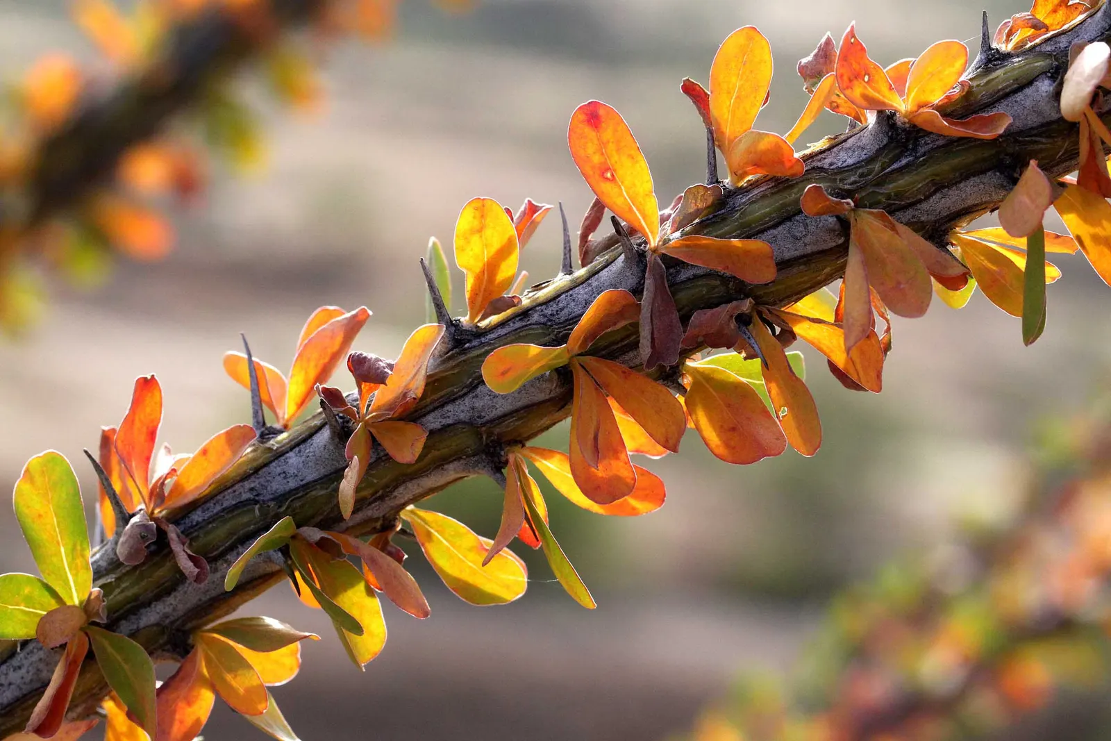 Ocotillo, Coachman's Whip (Fouquieria Splendens) — Hardiness is rated for USDA zones 8 through 11