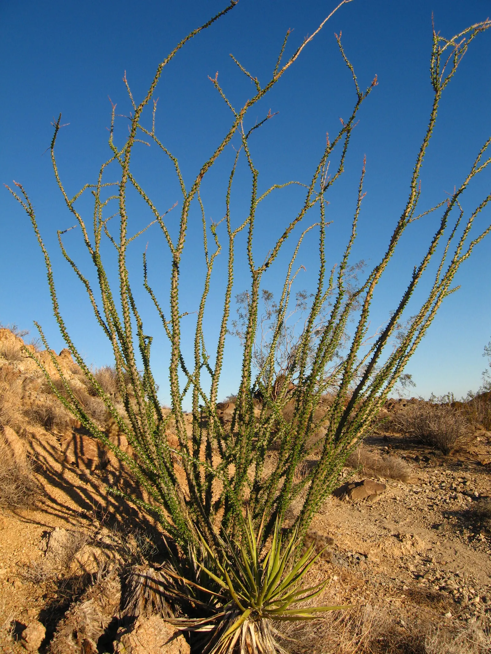 Ocotillo, Coachman's Whip (Fouquieria Splendens) — consider the Ocotillo's unique silhouette for dramatic vertical accents; the plant boasts vibrant tubular
