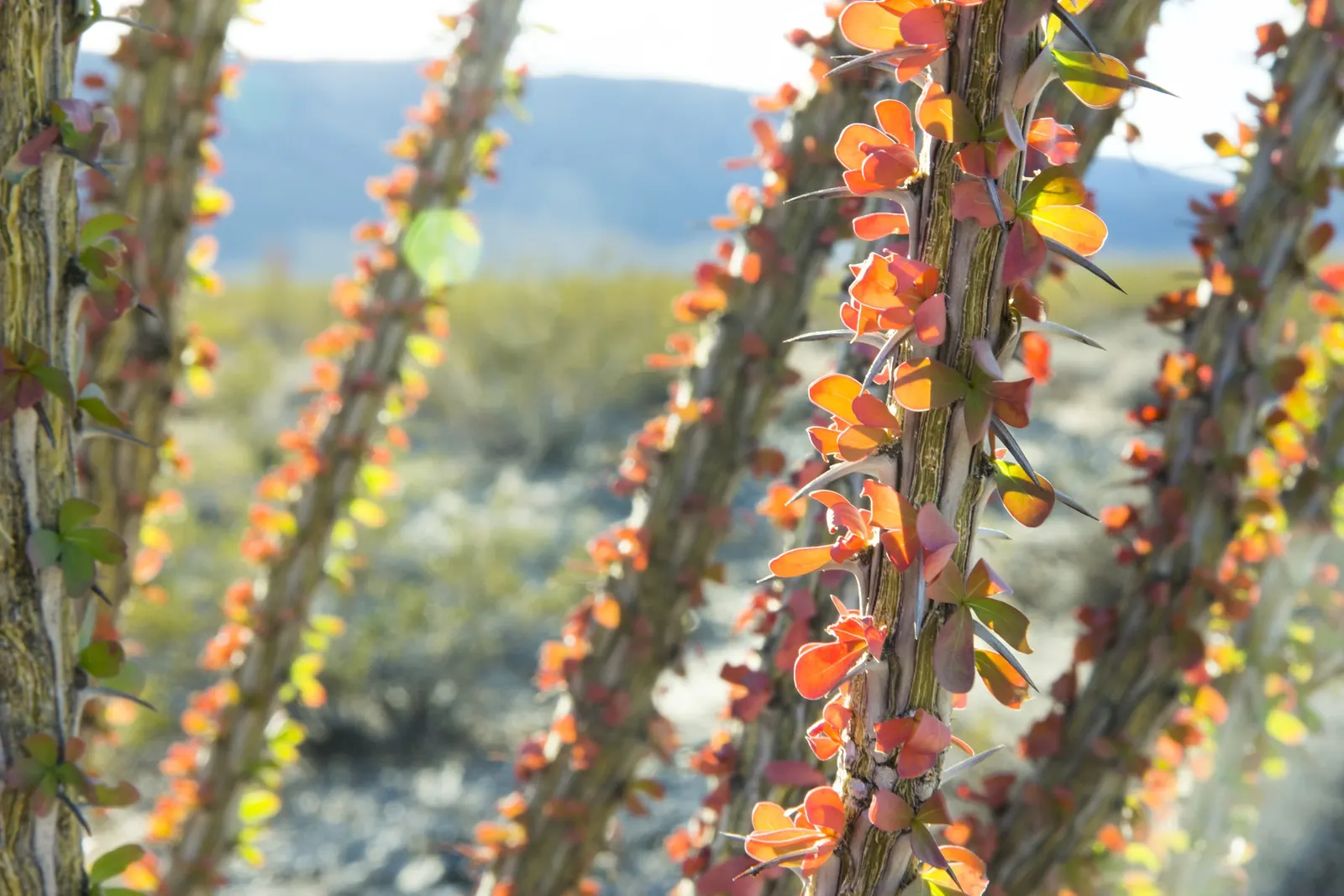 Ocotillo, Coachman's Whip (Fouquieria Splendens) — succulent for full