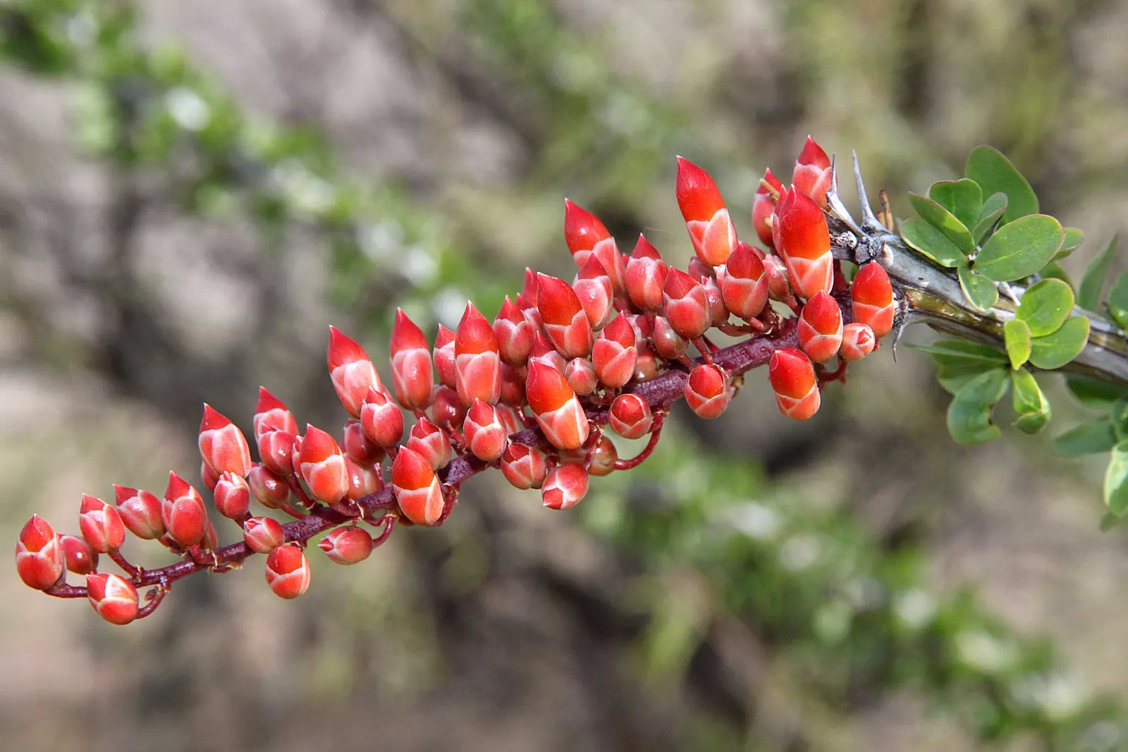 Ocotillo, Coachman's Whip (Fouquieria Splendens) — it practically embodies the very essence of water-wise landscaping.<br><br>When designing a landscape