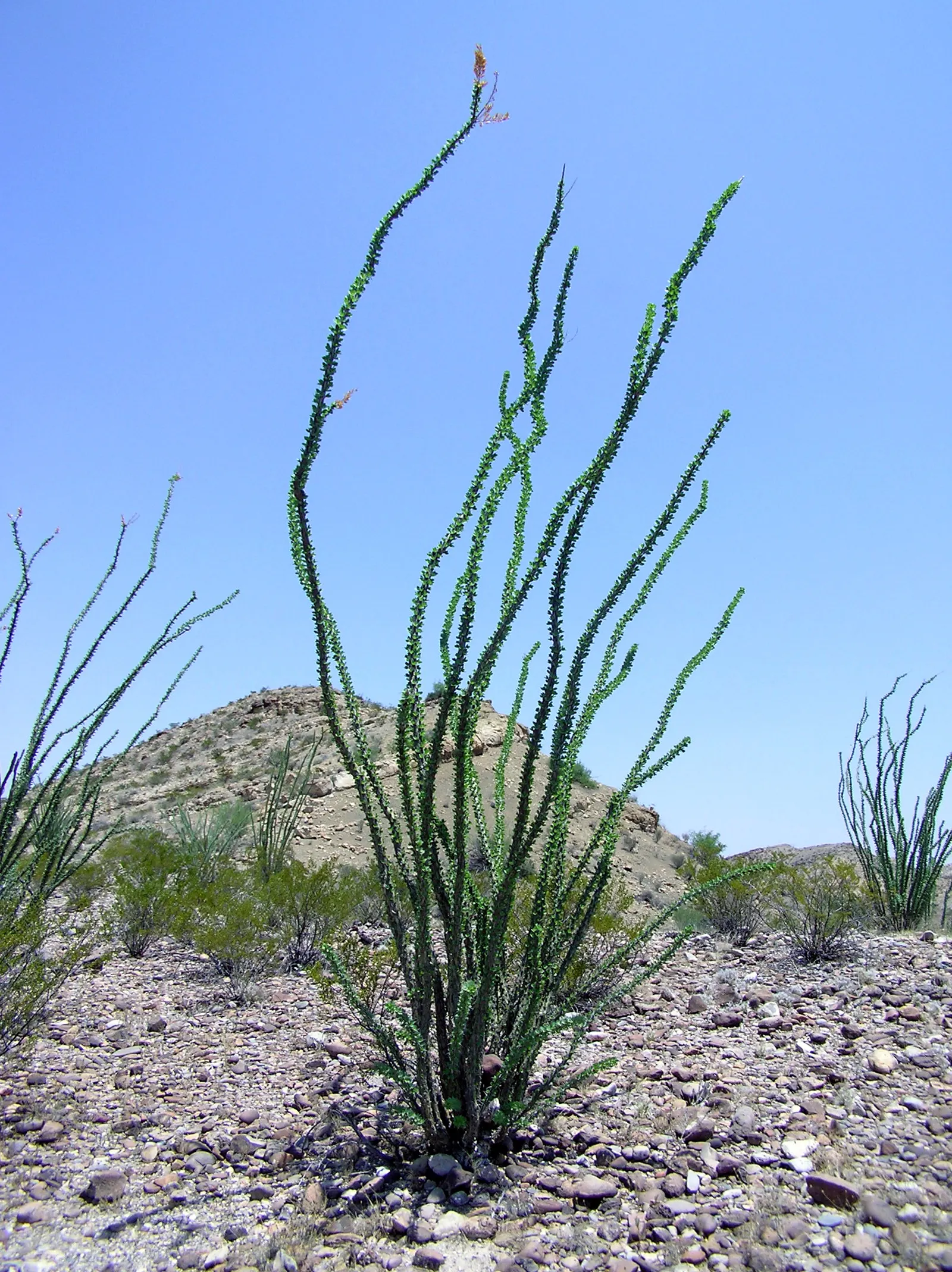 Ocotillo, Coachman's Whip (Fouquieria Splendens) — whip-like canes that burst with fiery red tubular flowers after rainfall; which typically bloom from March