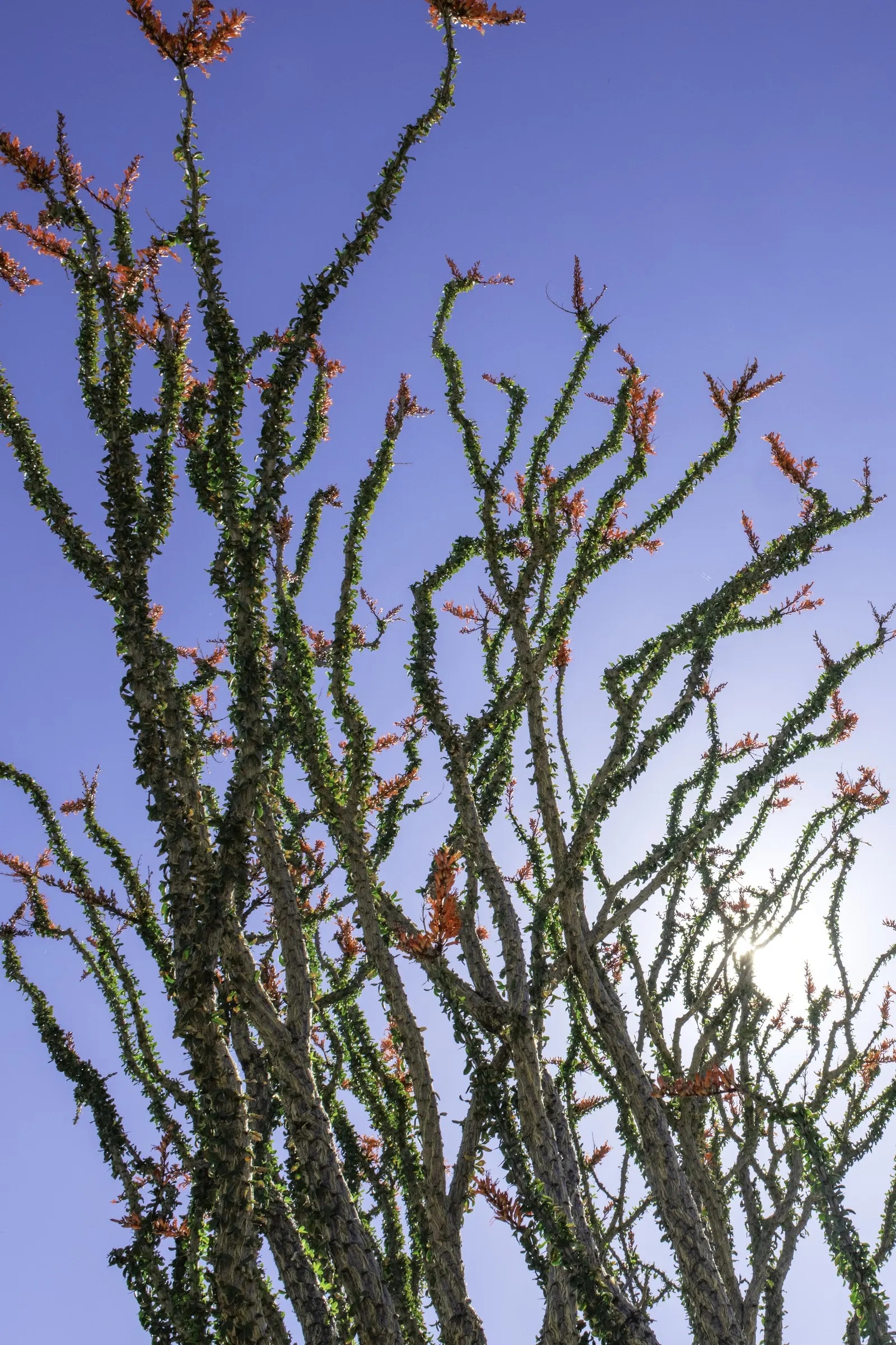 Ocotillo, Coachman's Whip (Fouquieria Splendens) — This perennial shrub can reach heights of up to 20 feet; low water needs once established