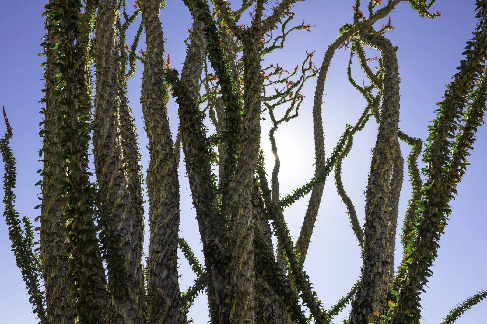Ocotillo, Coachman's Whip (Fouquieria Splendens) — making it a perfect choice for xeriscaping or a desert-themed garden; ocotillo requires well-drained soil