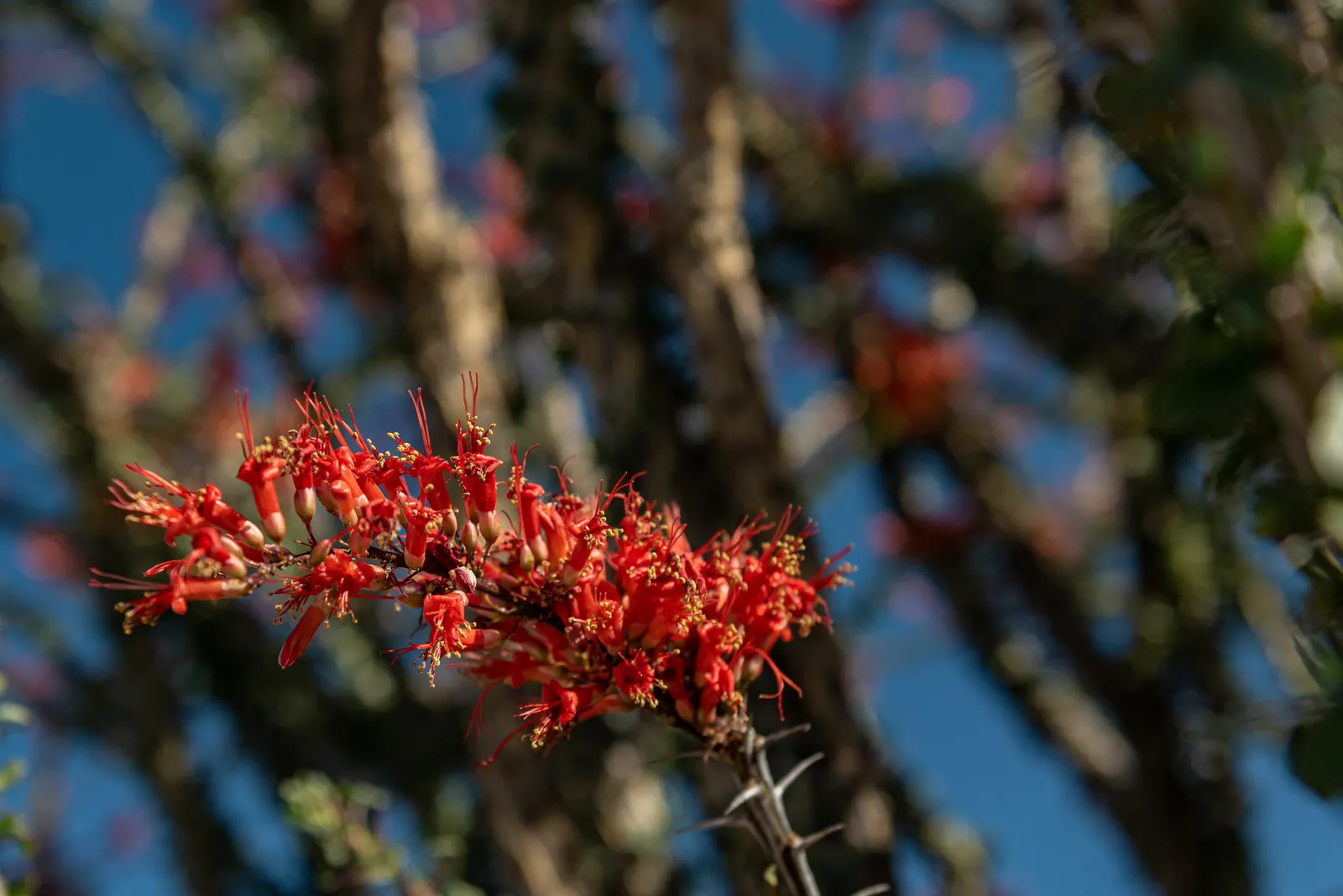 Ocotillo, Coachman's Whip (Fouquieria Splendens) — conserving vital moisture.<br><br>About 1.5 to 2 inches long, image 47