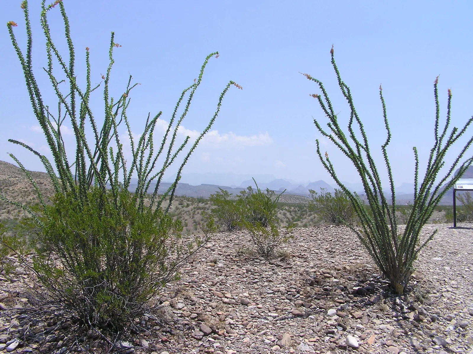 Ocotillo, Coachman's Whip (Fouquieria Splendens) — Thrives in well-drained soils; full sun; USDA Zone 7-11; consider the Ocotillo's unique silhouette for