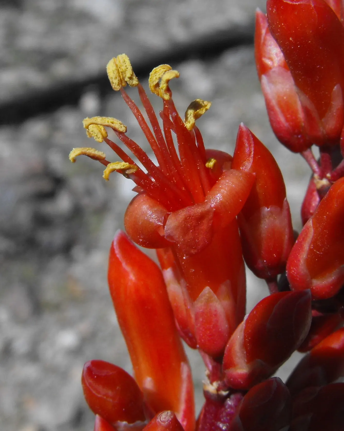 Ocotillo, Coachman's Whip (Fouquieria Splendens) — Be mindful to place it at a safe distance from pedestrian paths to avoid interaction with its spines