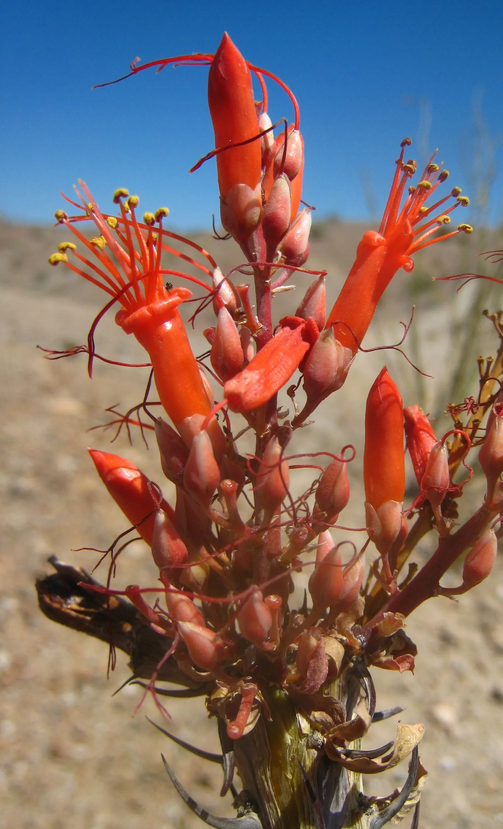 Ocotillo, Coachman's Whip (Fouquieria Splendens) — Regular supplemental watering can encourage leaf retention and more frequent flowering; it practically