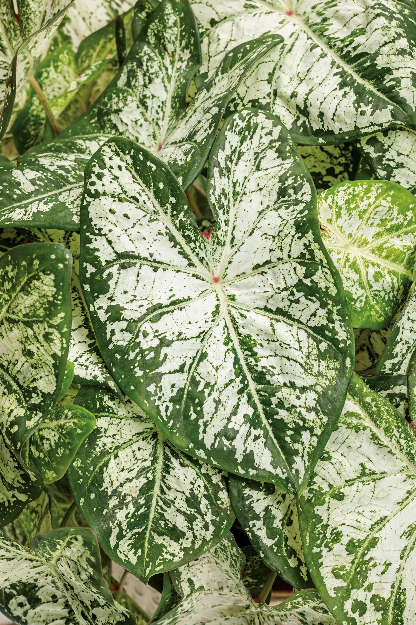 Snow Flurry Shade Caladium (Caladium hortulanum) — Hardy in USDA Zones 10a-11b