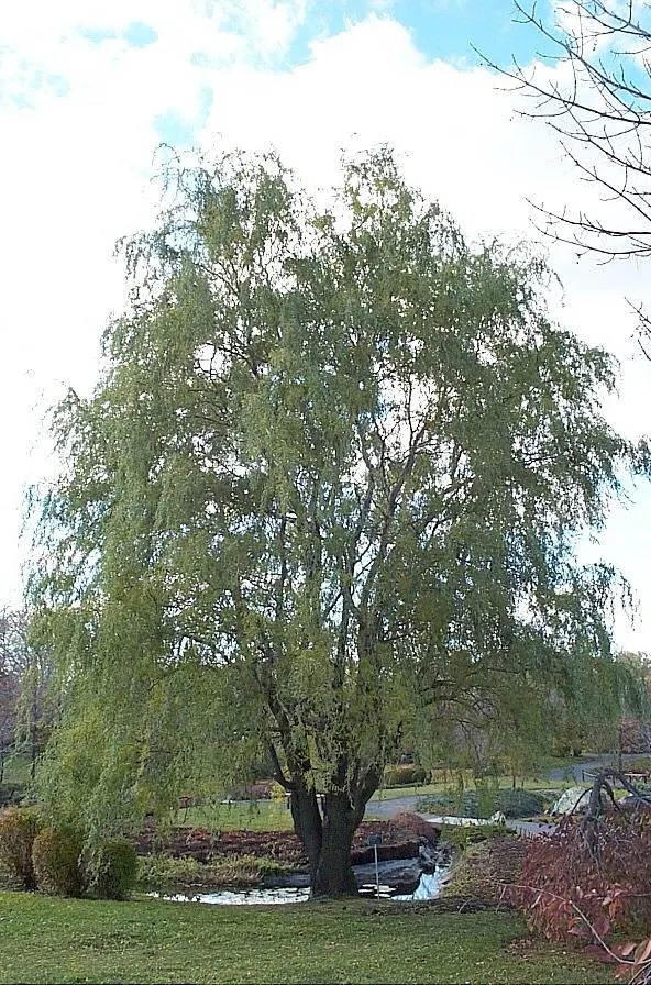 Navajo Willow, Globe Willow (Salix Matsudana) — deciduous tree reaching up to 50 feet in height with a similar spread