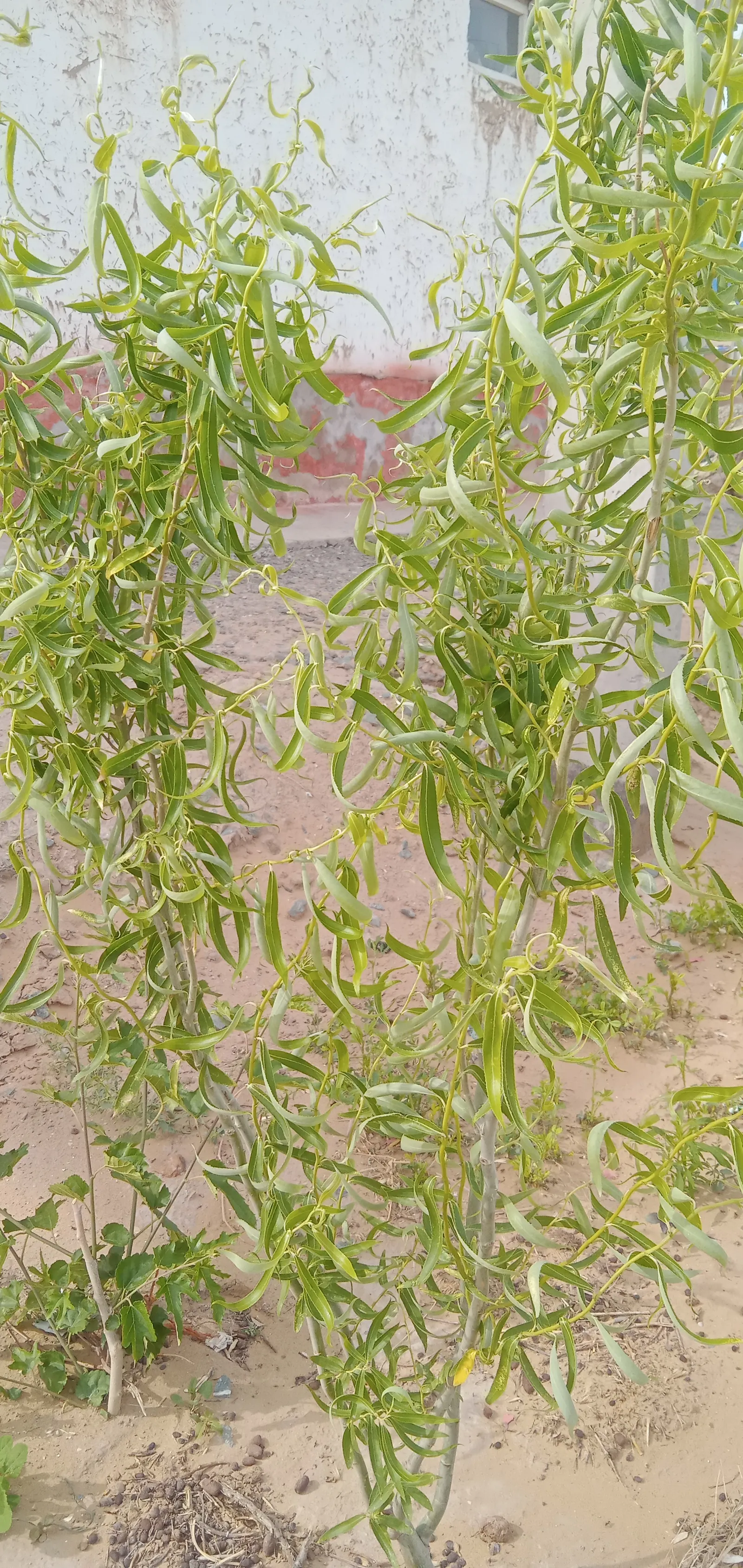 Navajo Willow, Globe Willow (Salix Matsudana) — commonly known as Globe Willow or Navajo Willow