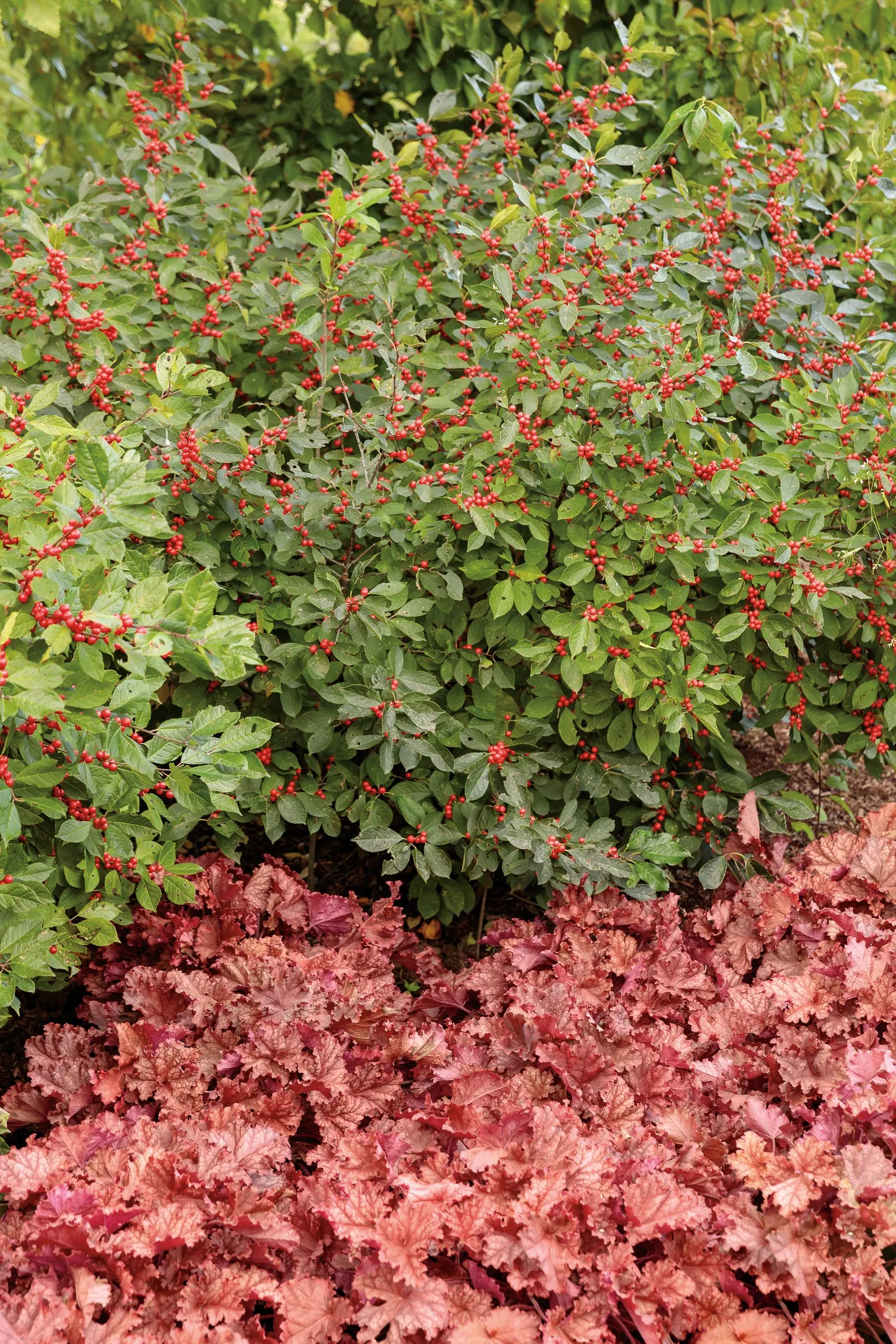 'Peachberry Ice' Coral Bells (Heuchera hybrid) — Heuchera hybrid 'Peachberry Ice' is a mounded coral bells with ruffled apricot-orange leaves