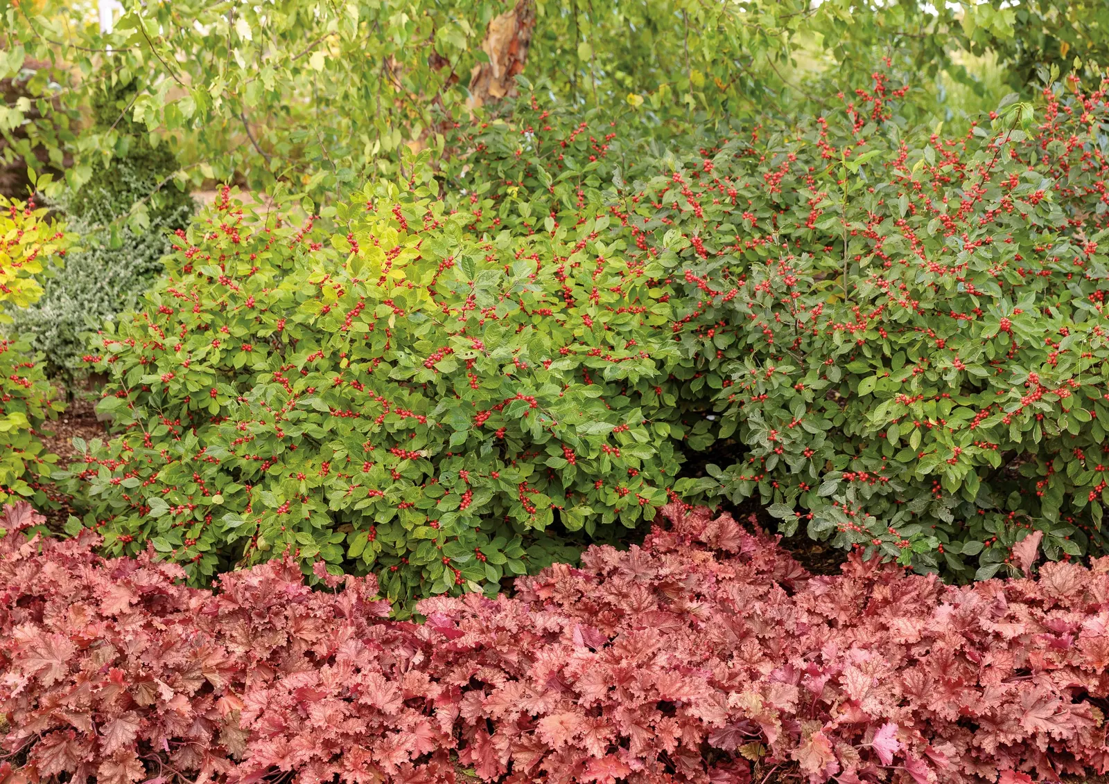 'Peachberry Ice' Coral Bells (Heuchera hybrid) — It grows 8-10 inches tall and spreads 30-34 inches wide