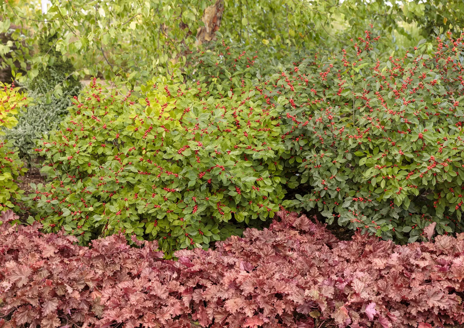 'Peachberry Ice' Coral Bells (Heuchera hybrid) — Plant in sun or shade with humus-rich, well-drained soil and average water; trim old foliage in spring