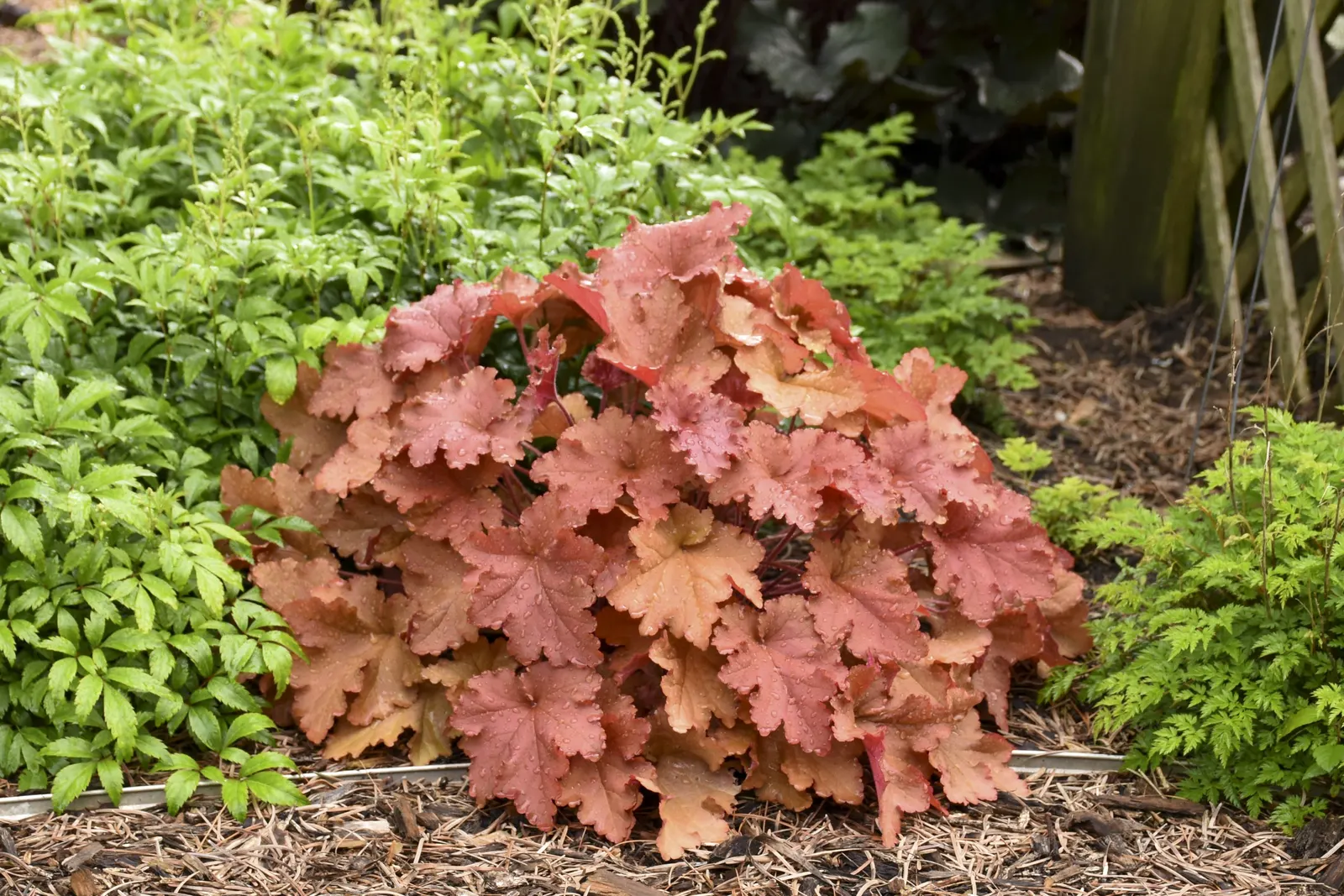 'Peachberry Ice' Coral Bells (Heuchera hybrid) — commonly referred to as 'Peachberry Ice' Coral Bells