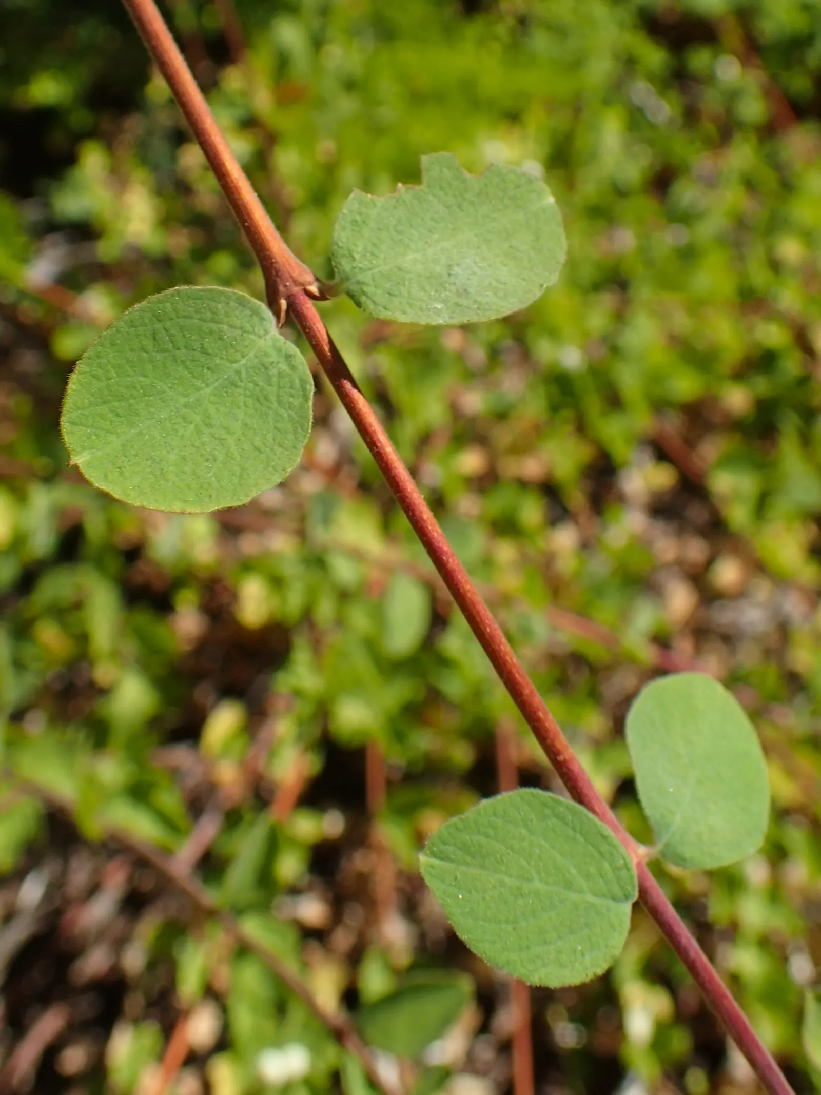 Creeping Snowberry (Symphoricarpos Mollis) — This plant is particularly well-suited for ground cover purposes in a landscape design