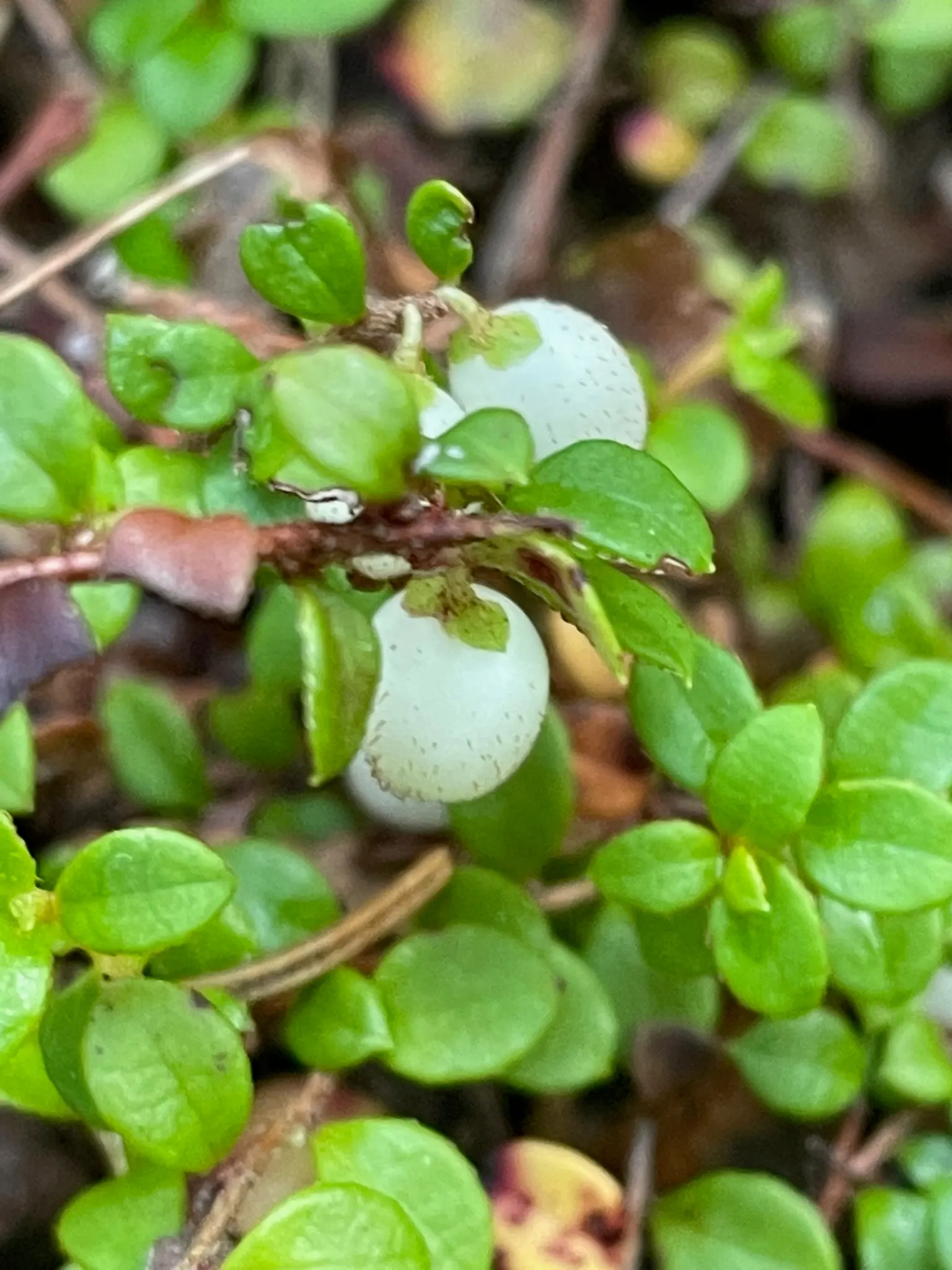 Creeping Snowberry (Symphoricarpos Mollis) — offering seasonal interest.<br><br>From late spring to early summer