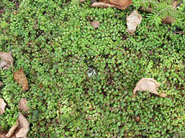 Creeping Snowberry (Symphoricarpos Mollis) — thriving in USDA zones 4-7