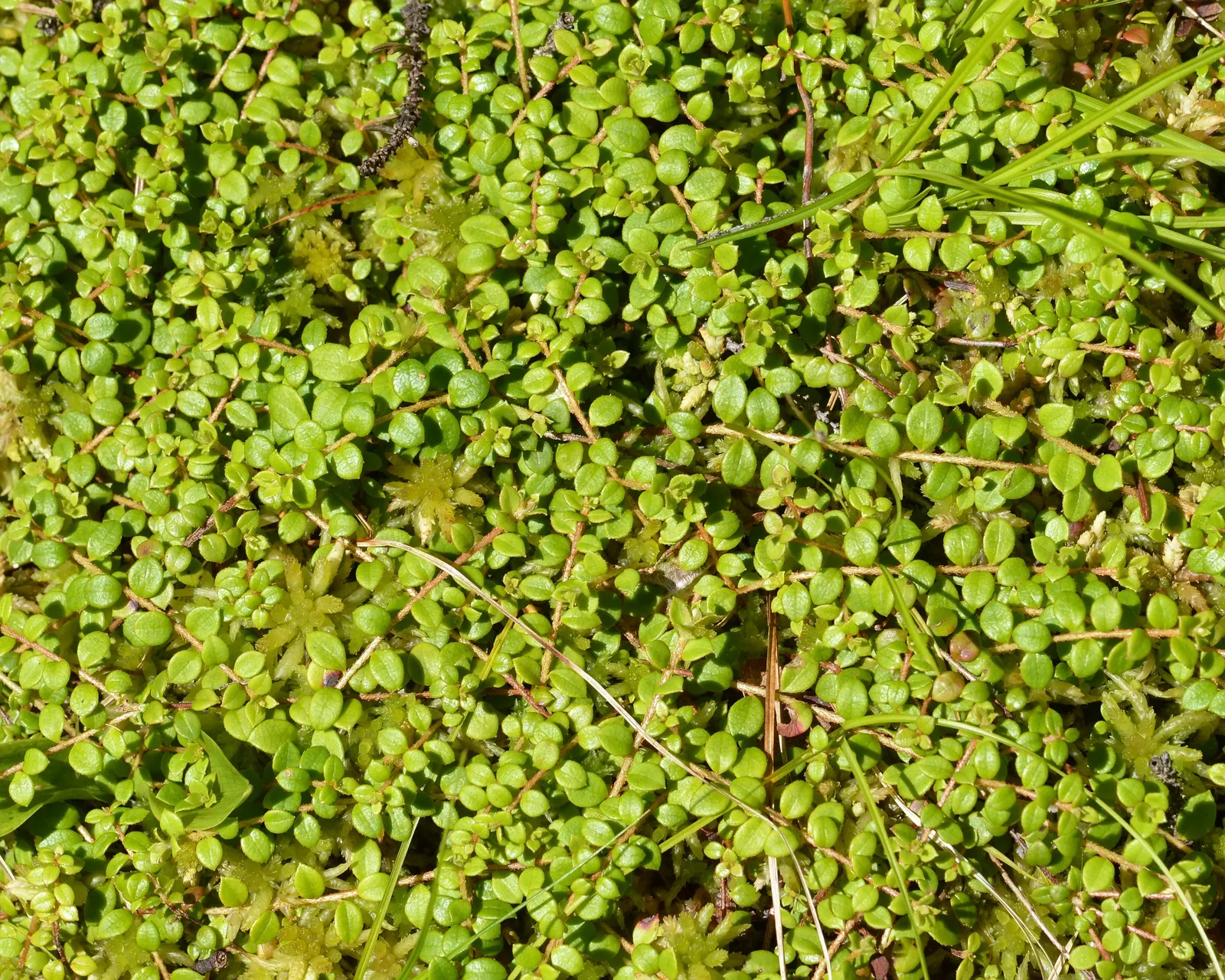 Creeping Snowberry (Symphoricarpos Mollis) — making it an excellent choice for filling in spaces and creating a lush