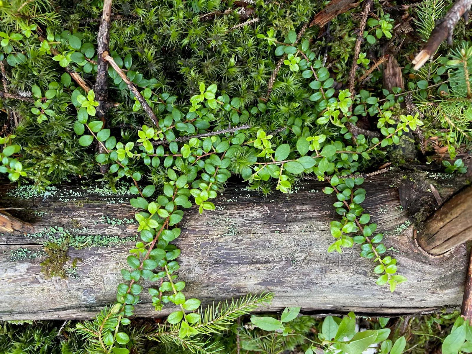 Creeping Snowberry (Symphoricarpos Mollis) — rounded leaves are a soft green hue that transitions to a delicate yellow-orange in the autumn