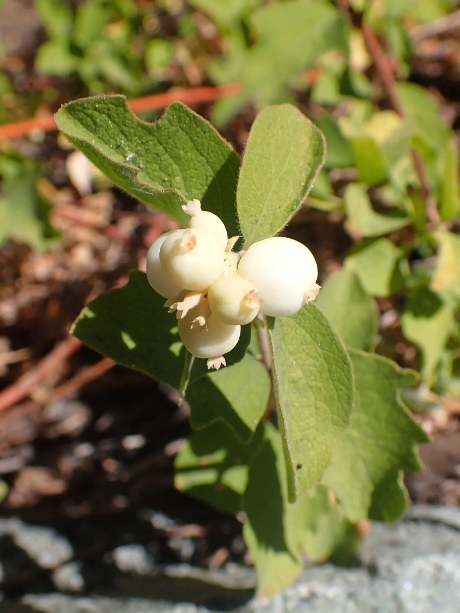 Creeping Snowberry (Symphoricarpos Mollis) — thriving in USDA hardiness zones 4 through 8.<br><br>Characterized by its arching branches and dense foliage