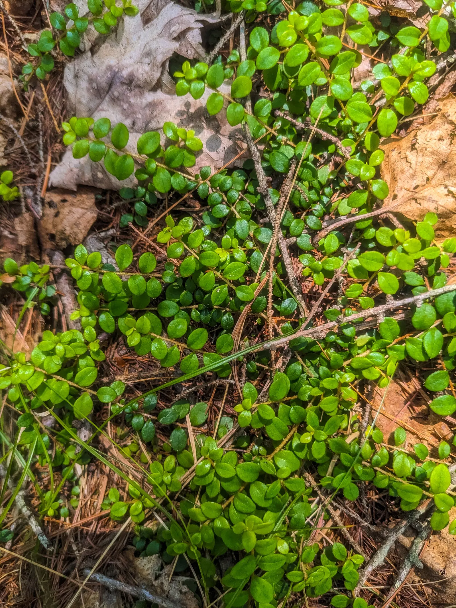 Creeping Snowberry (Symphoricarpos Mollis) — the Creeping Snowberry grows to a height of approximately 2 feet with a potential spread of up to 4-5 feet